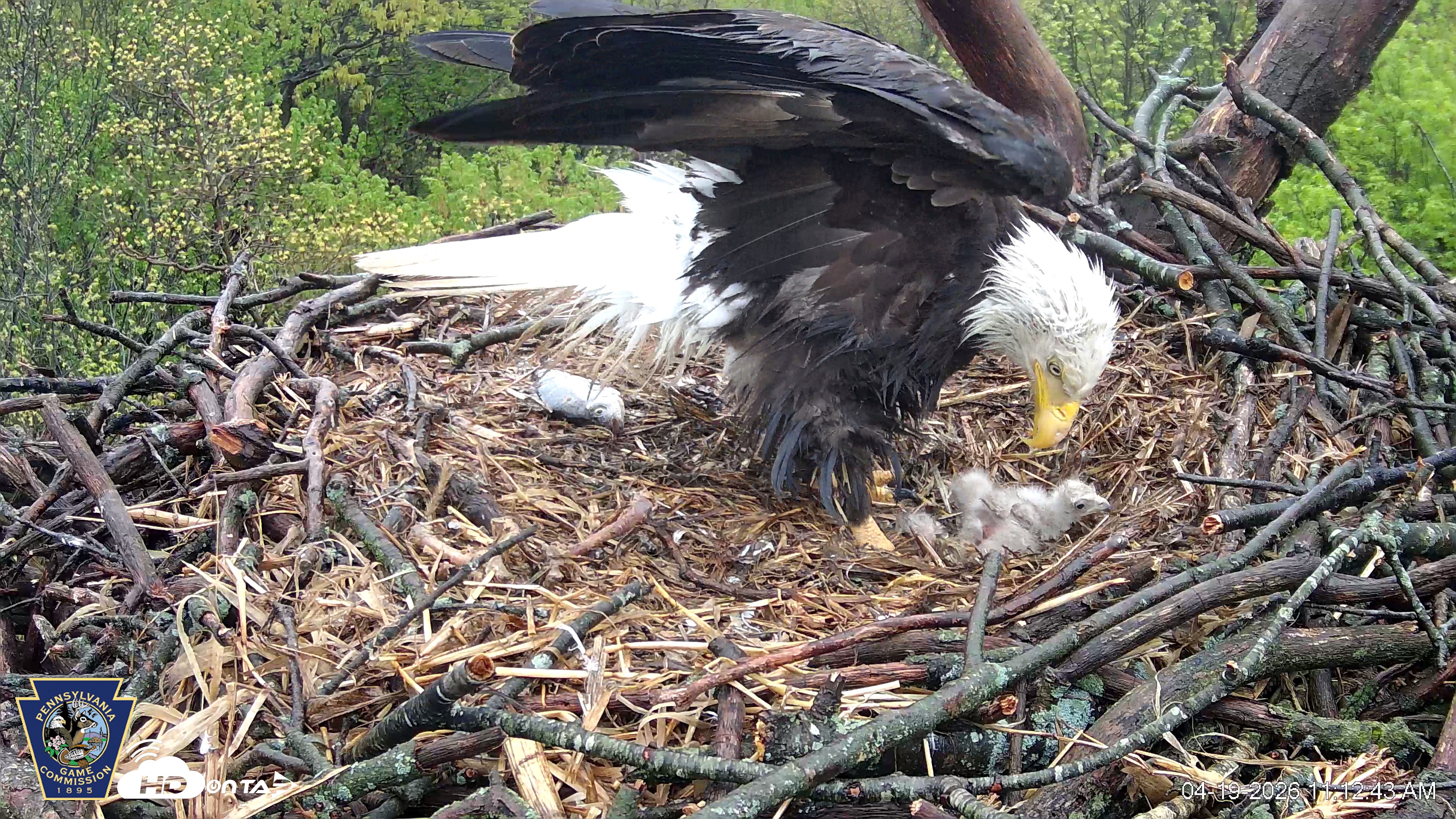 Snapshot of Hanover Eagles Live Cam taken Apr 19, 2026, 11:13am EDT