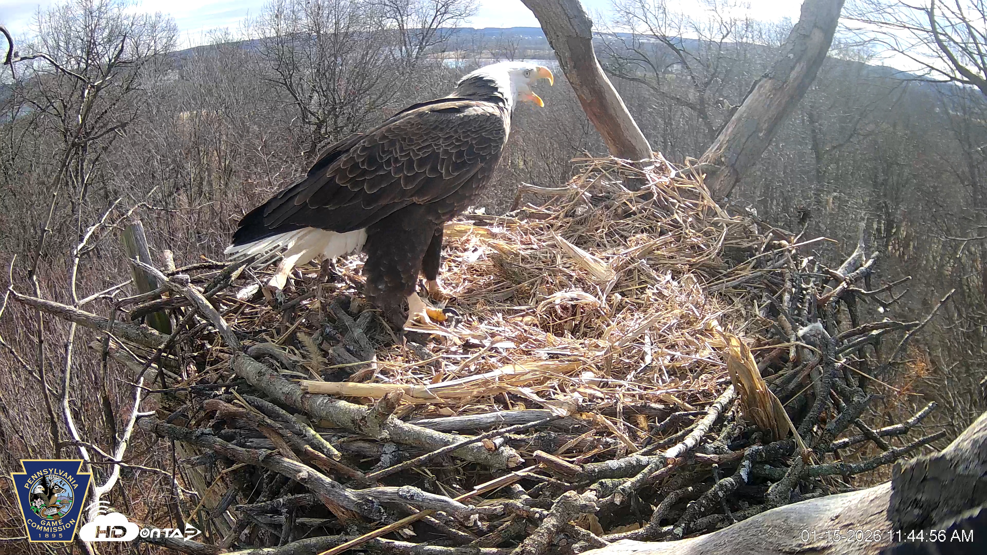 Snapshot of Hanover Eagles Live Cam taken Jan 15, 2026, 11:45am EST