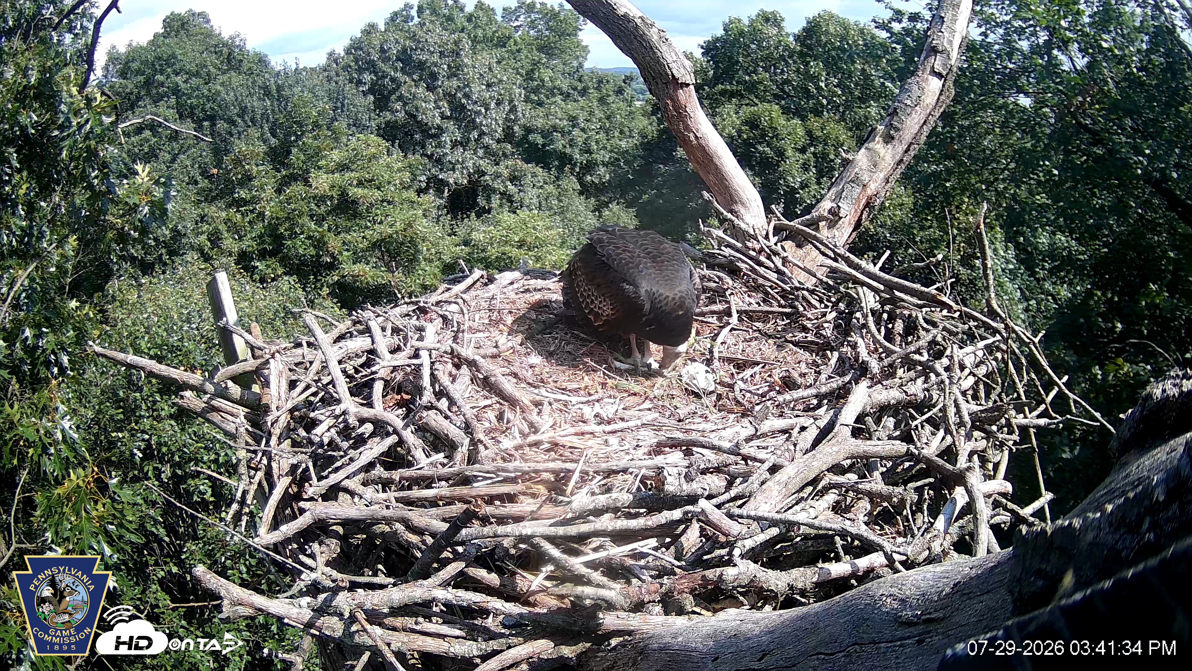 Snapshot of Hanover Eagles Live Cam taken Jul 29, 2026, 3:42pm EDT