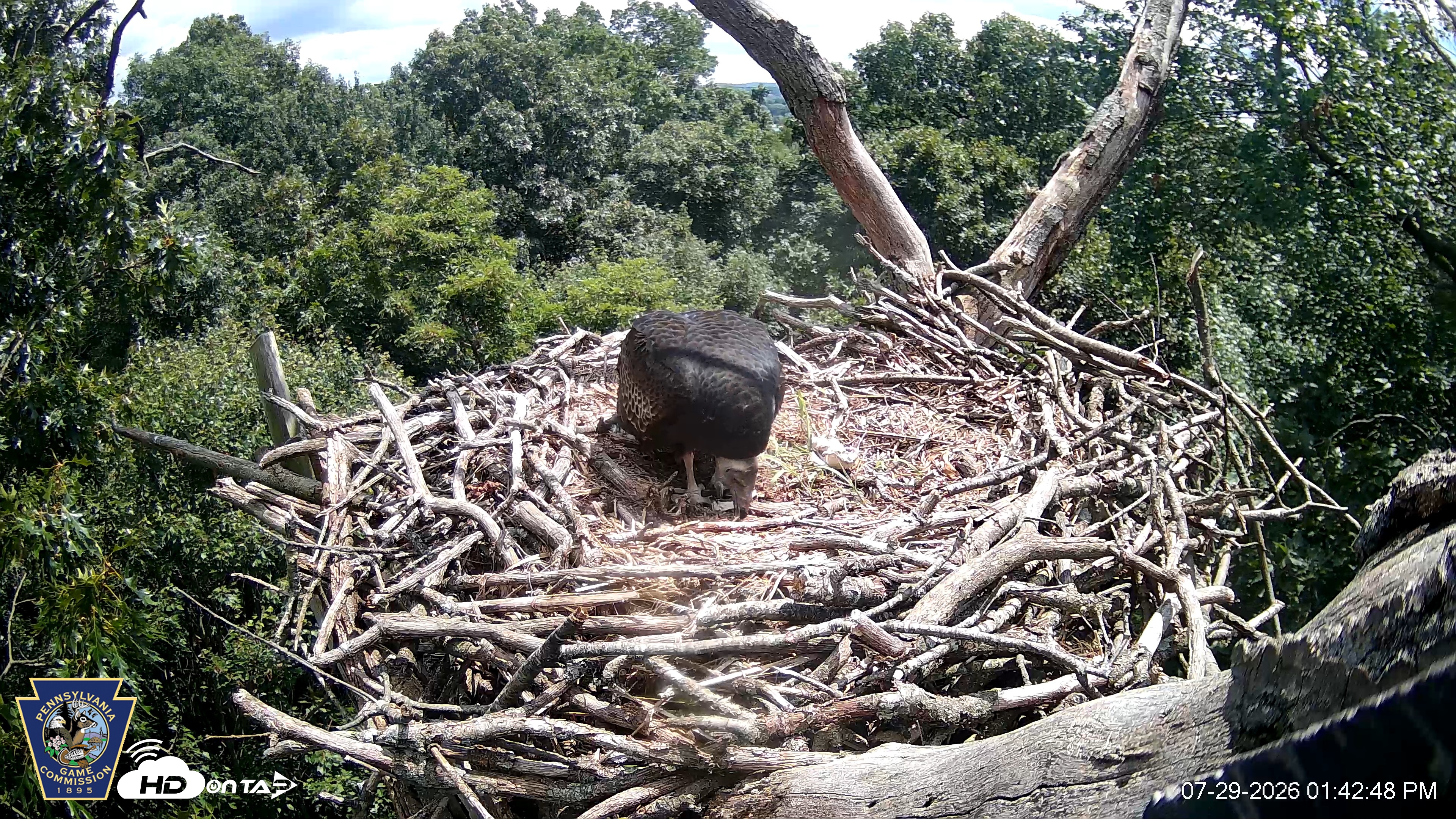Snapshot of Hanover Eagles Live Cam taken Jul 29, 2026, 1:43pm EDT