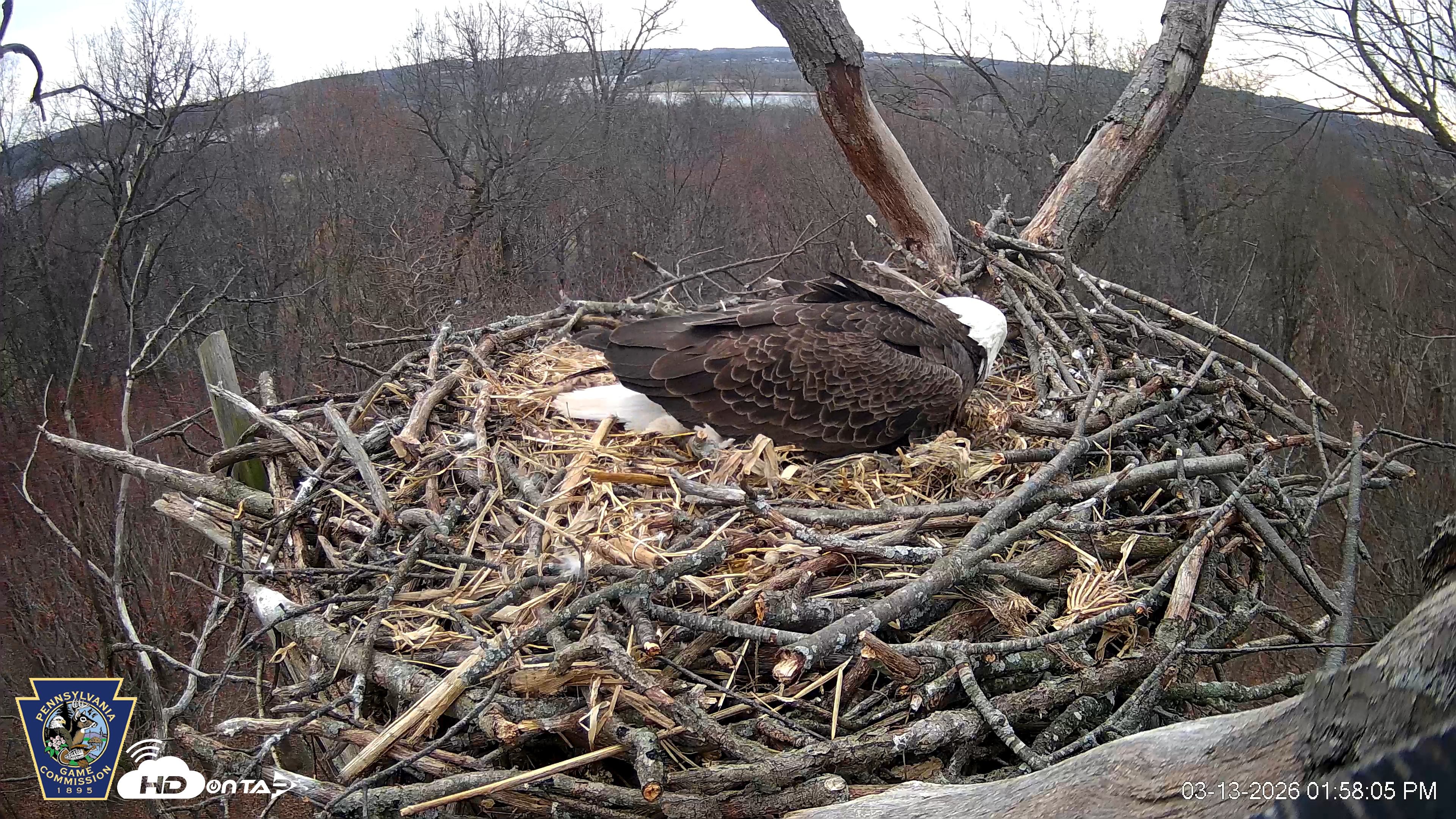 Snapshot of Hanover Eagles Live Cam taken Mar 13, 2026, 1:58pm EDT