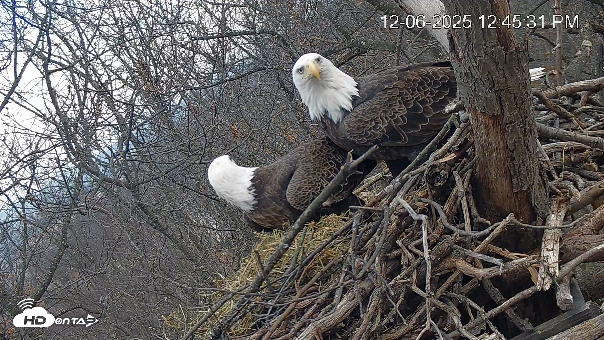Snapshot of Hanover Eagles Live Cam taken Dec 6, 2025, 12:46pm EST