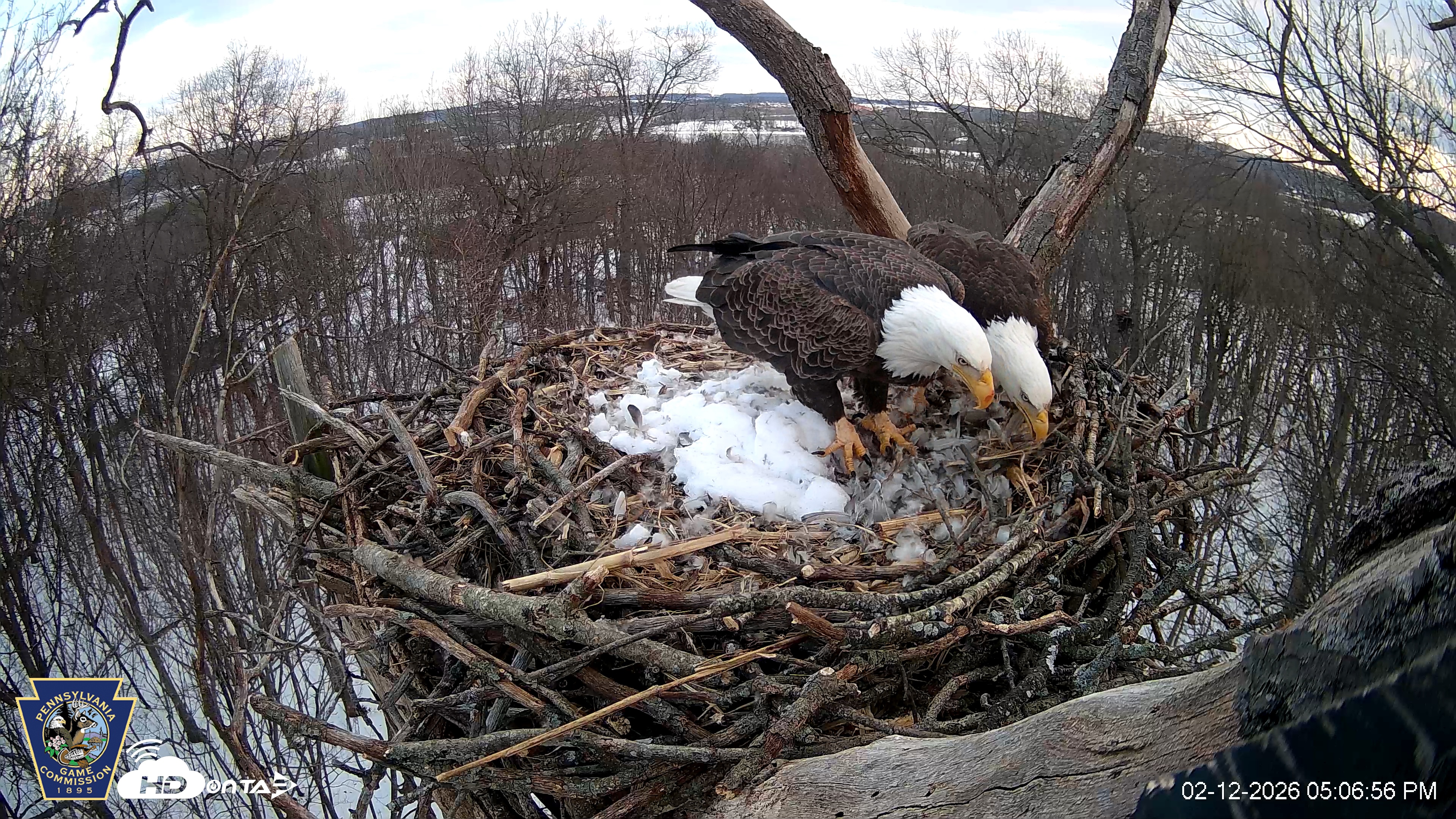 Snapshot of Hanover Eagles Live Cam taken Feb 12, 2026, 5:07pm EST