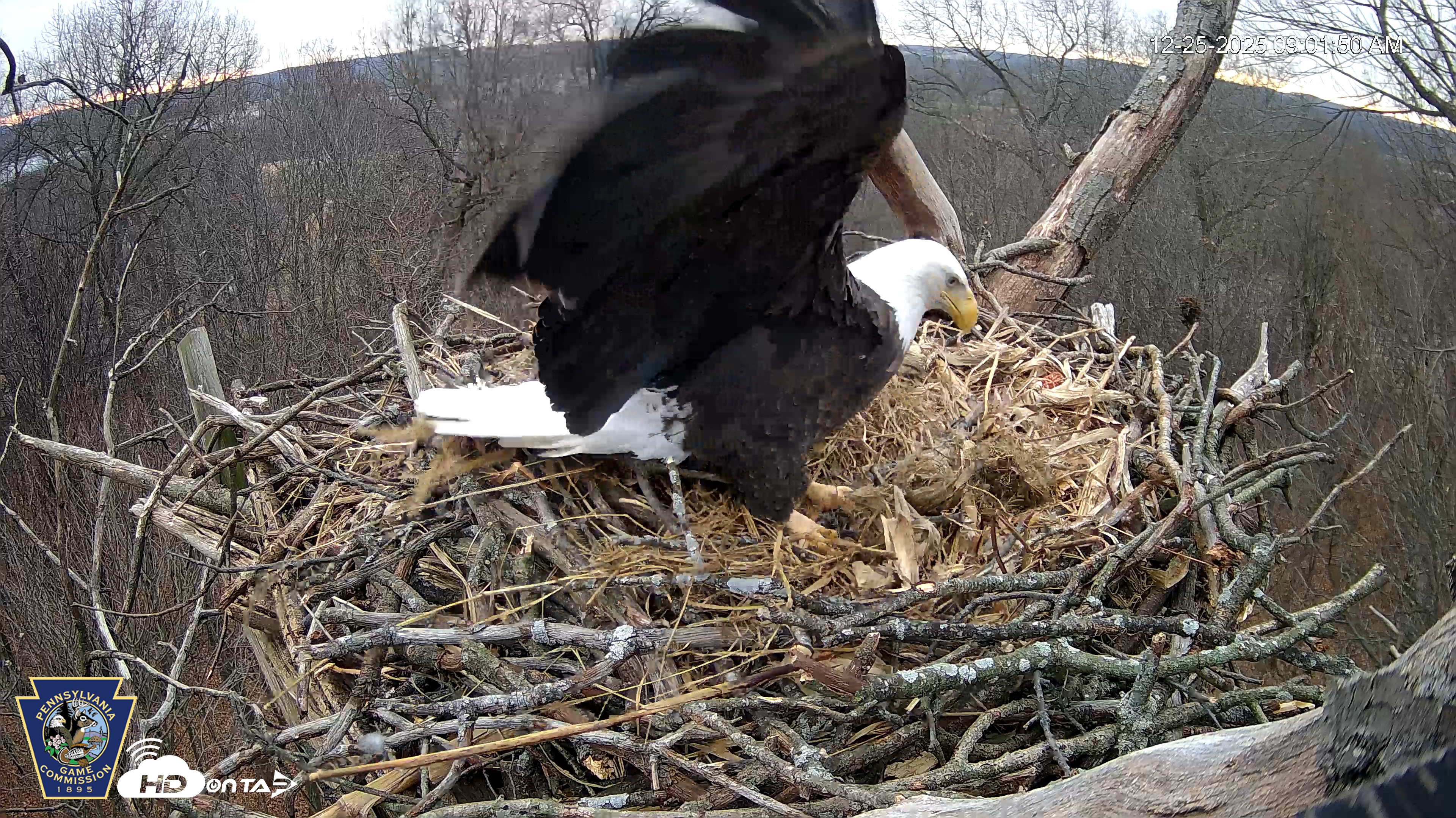 Snapshot of Hanover Eagles Live Cam taken Dec 25, 2025, 9:01am EST