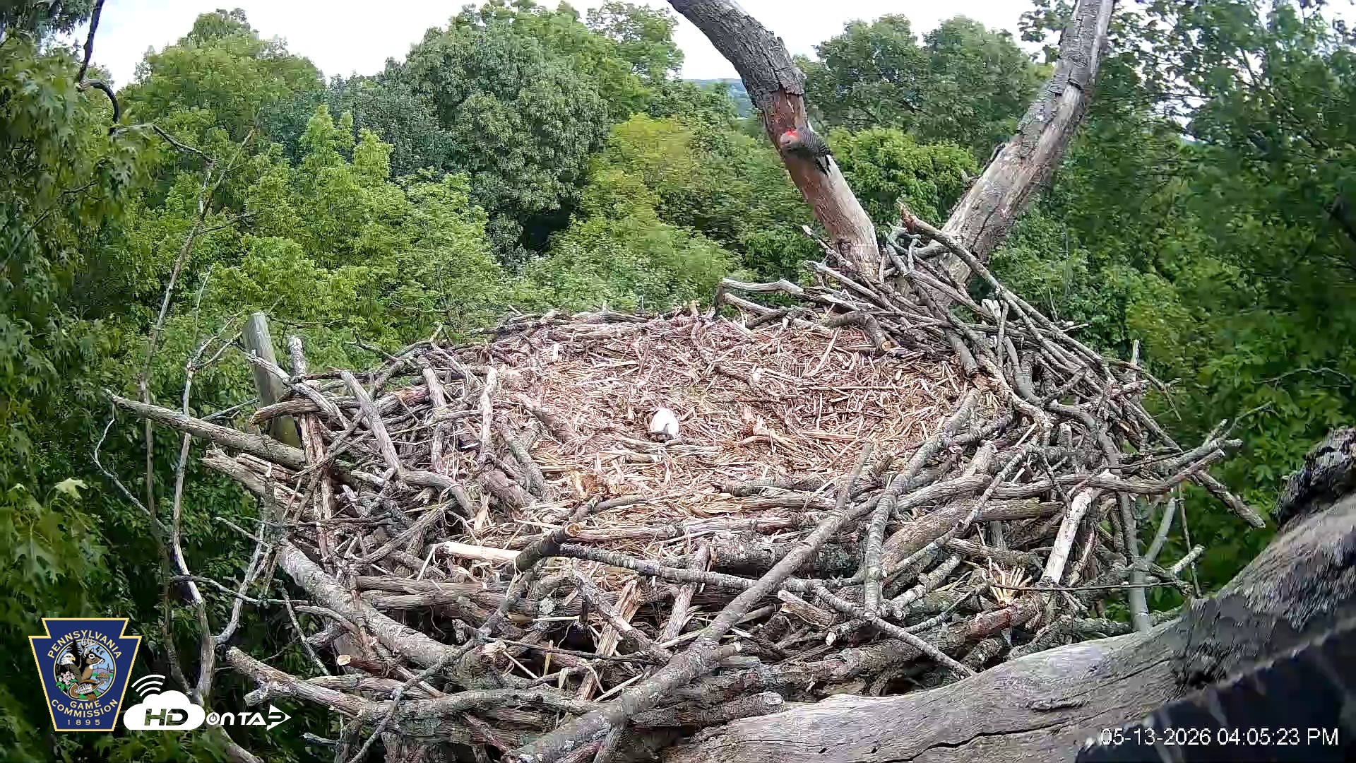 Snapshot of Hanover Eagles Live Cam taken May 13, 2026, 4:06pm EDT