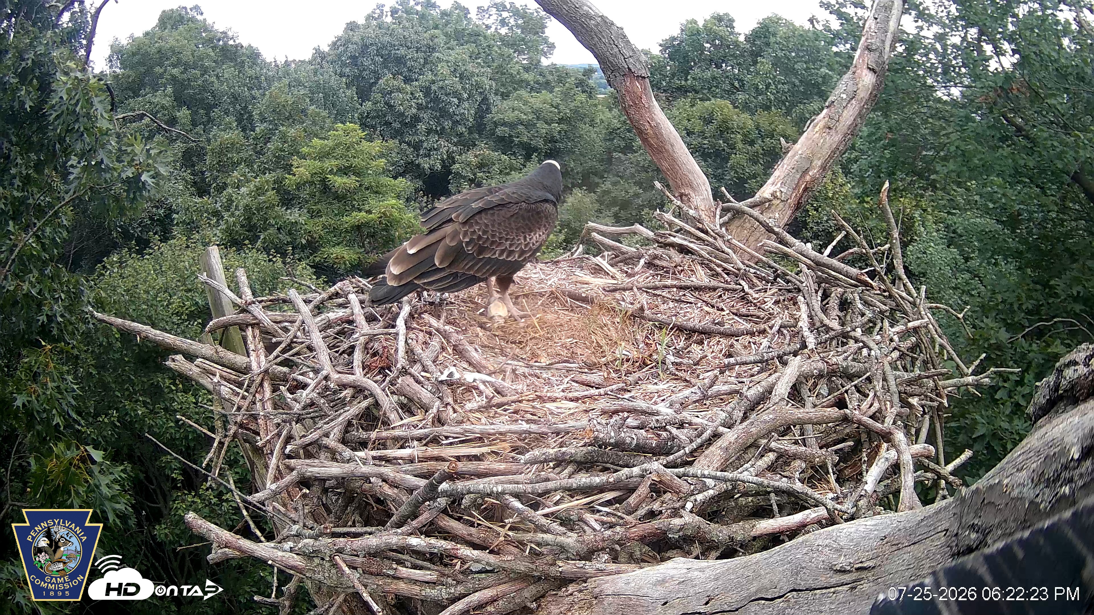 Snapshot of Hanover Eagles Live Cam taken Jul 25, 2026, 6:23pm EDT