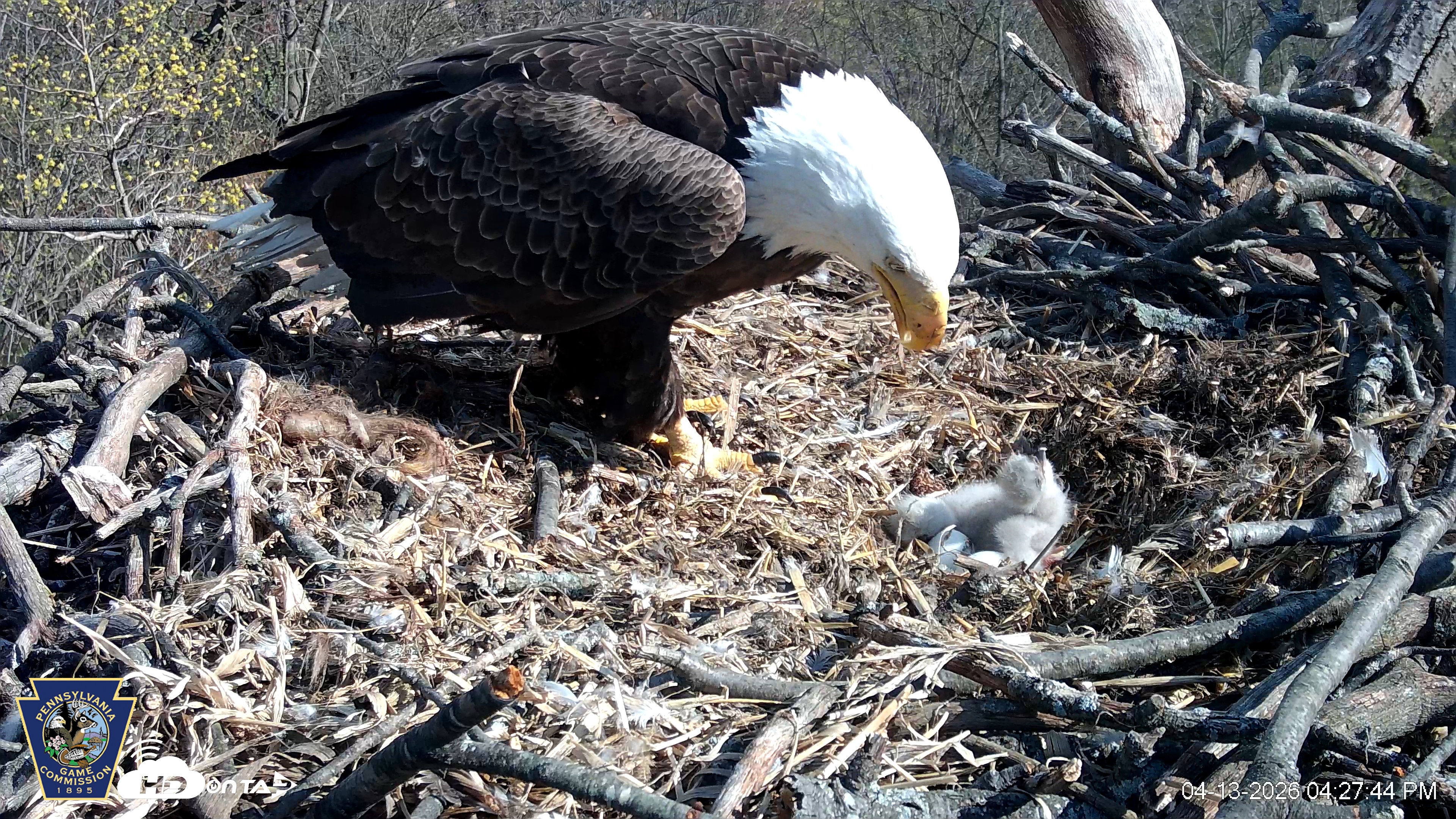 Snapshot of Hanover Eagles Live Cam taken Apr 13, 2026, 4:28pm EDT
