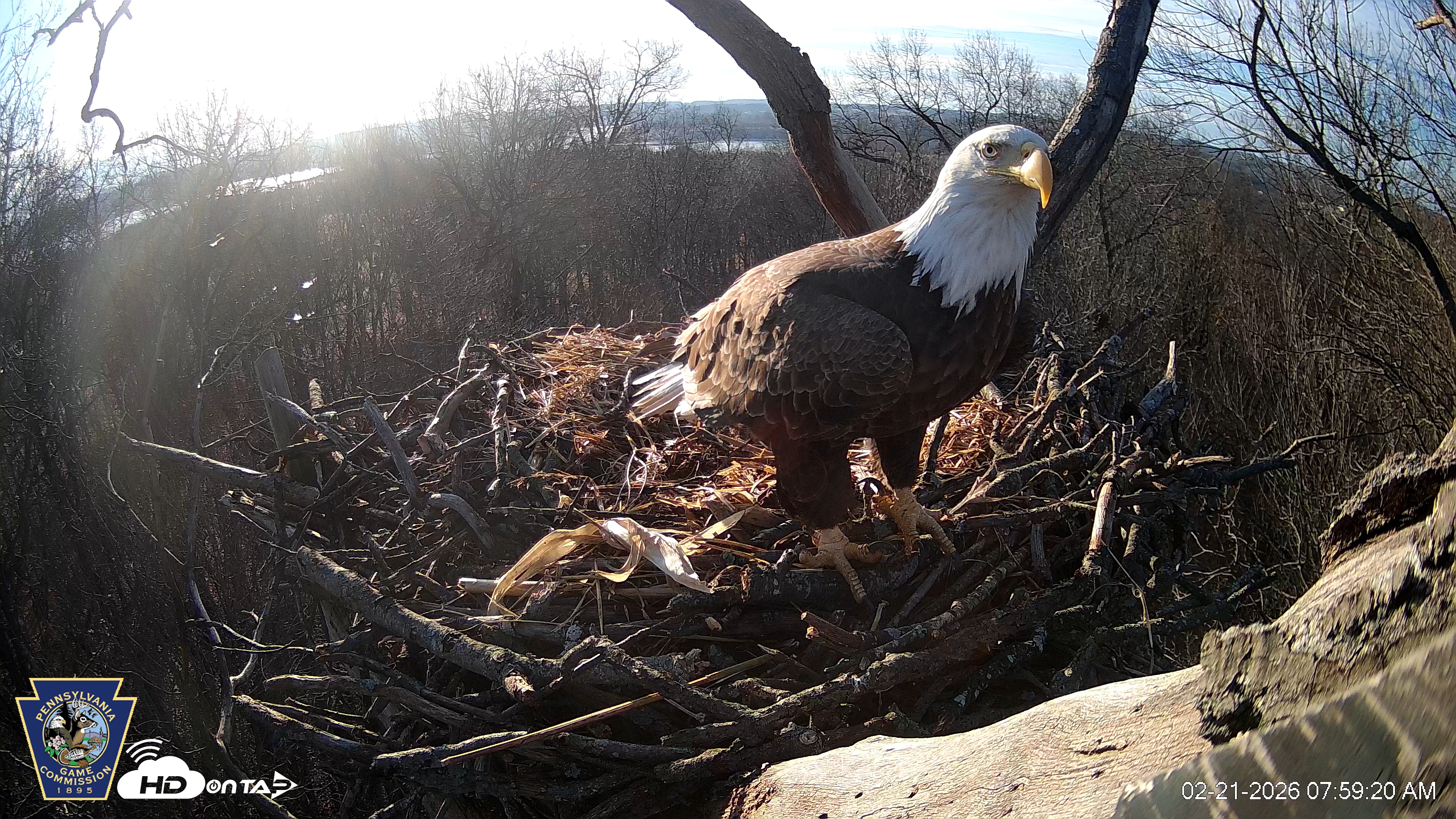 Snapshot of Hanover Eagles Live Cam taken Feb 21, 2026, 7:59am EST