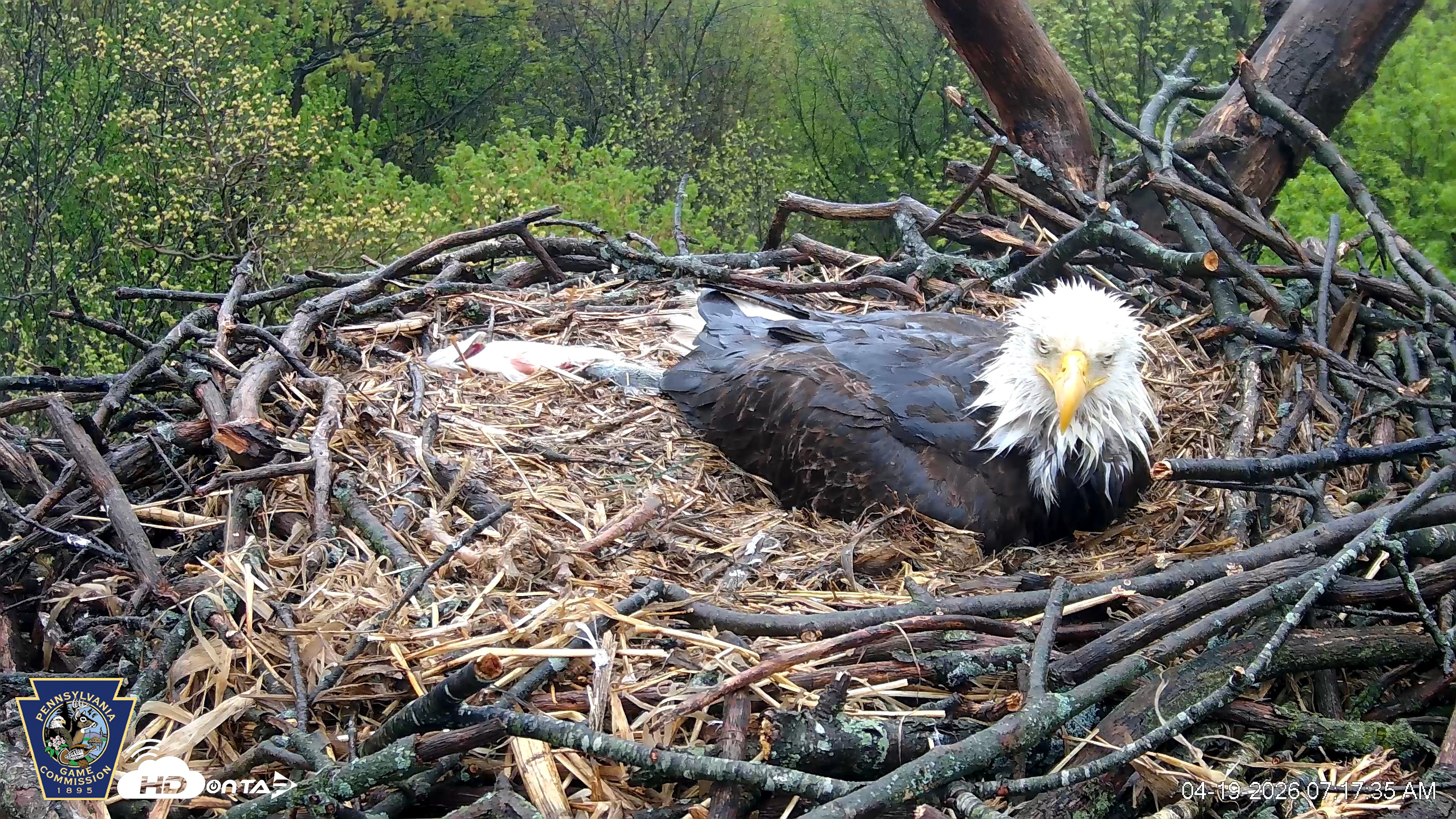 Snapshot of Hanover Eagles Live Cam taken Apr 19, 2026, 7:17am EDT