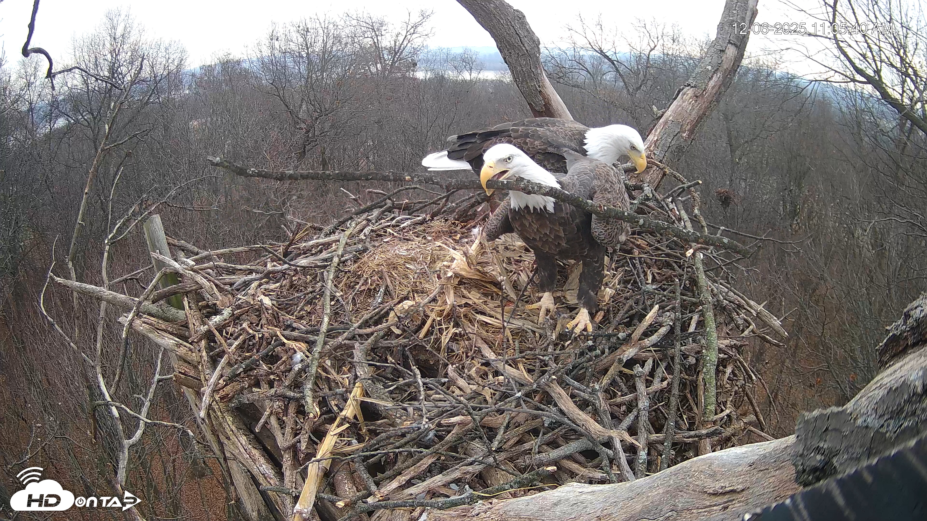 Snapshot of Hanover Eagles Live Cam taken Dec 6, 2025, 11:06am EST