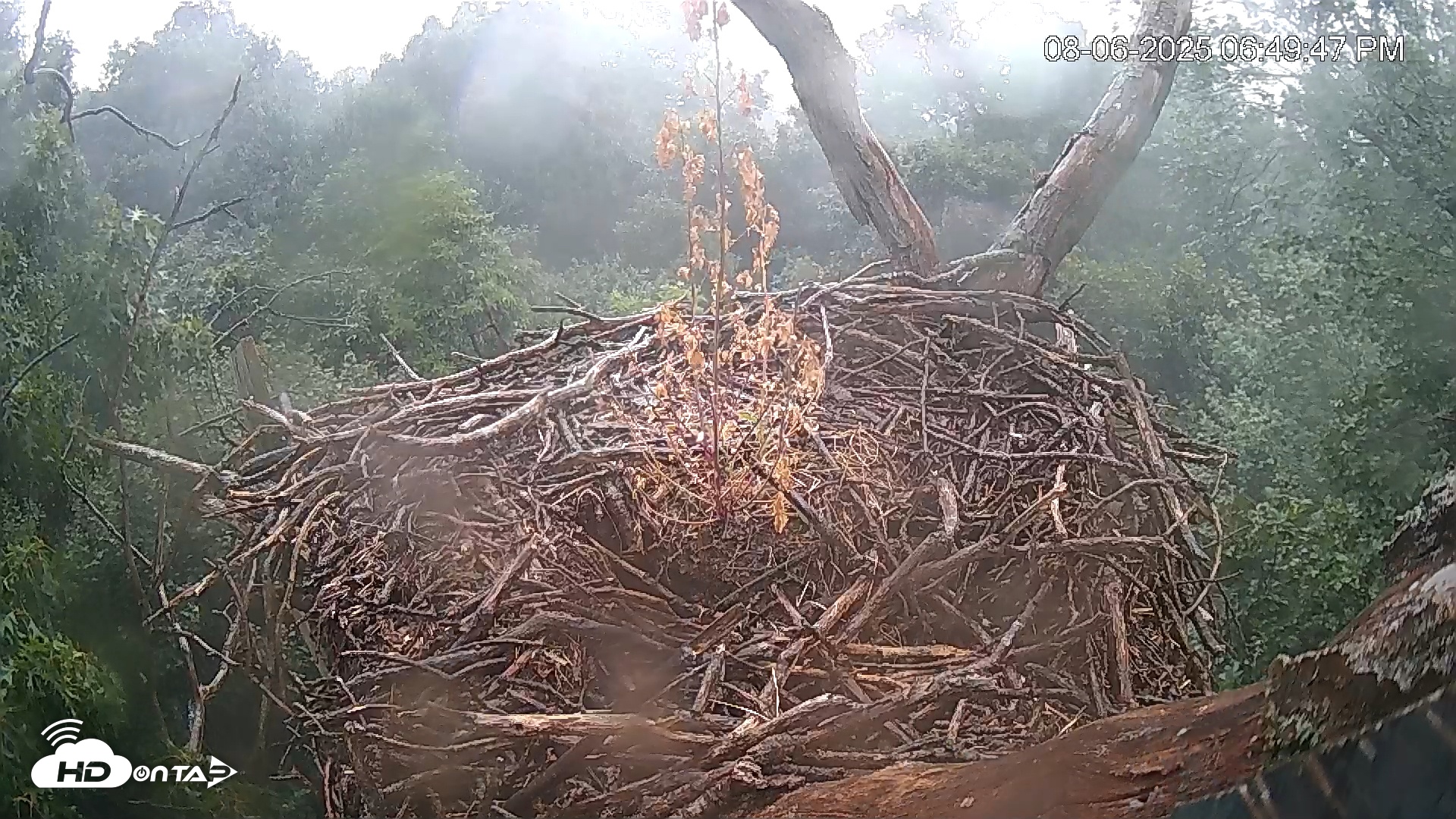 Snapshot of Hanover Eagles Live Cam taken Aug 6, 2025, 6:49pm EDT