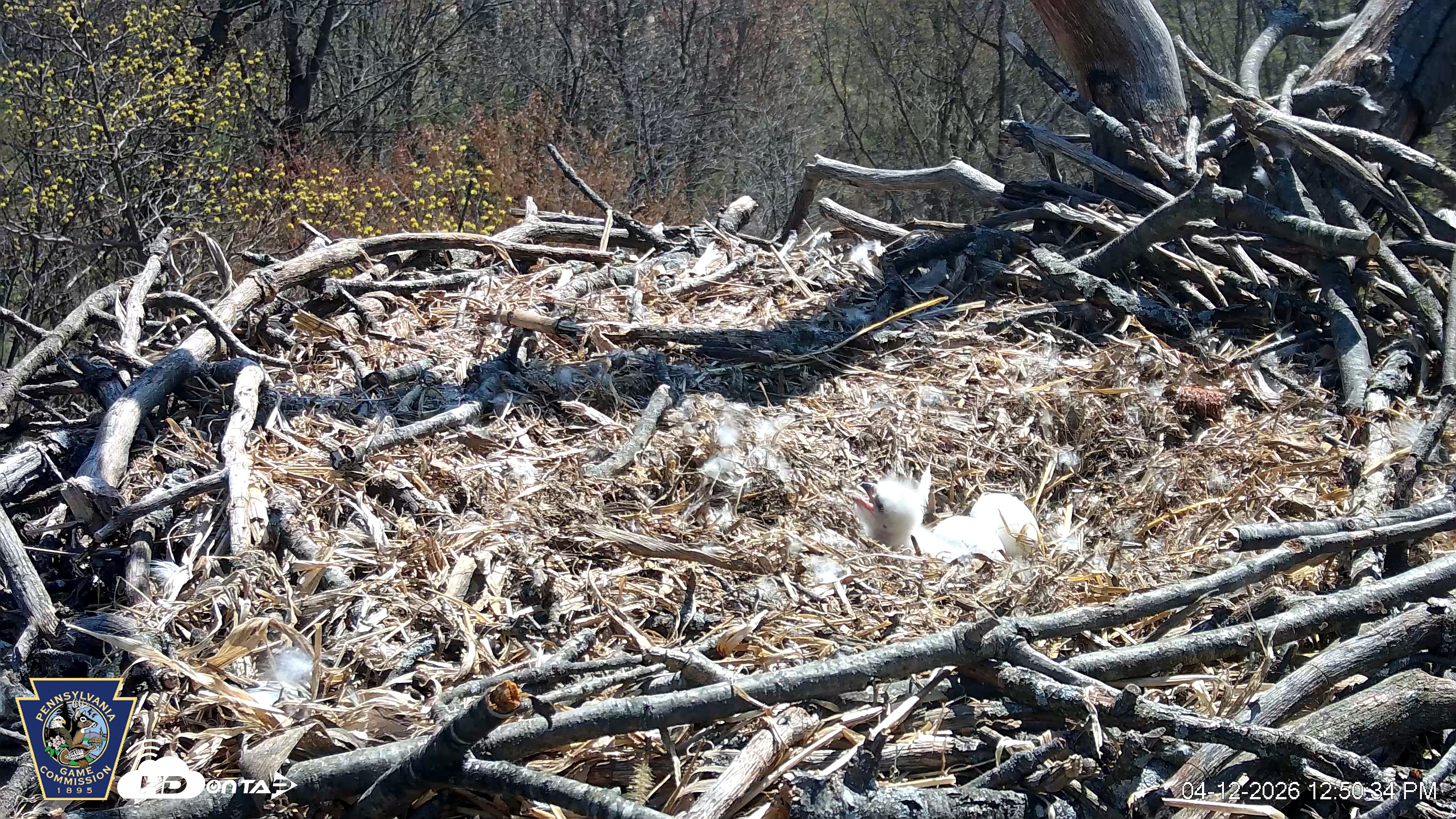 Snapshot of Hanover Eagles Live Cam taken Apr 12, 2026, 12:50pm EDT