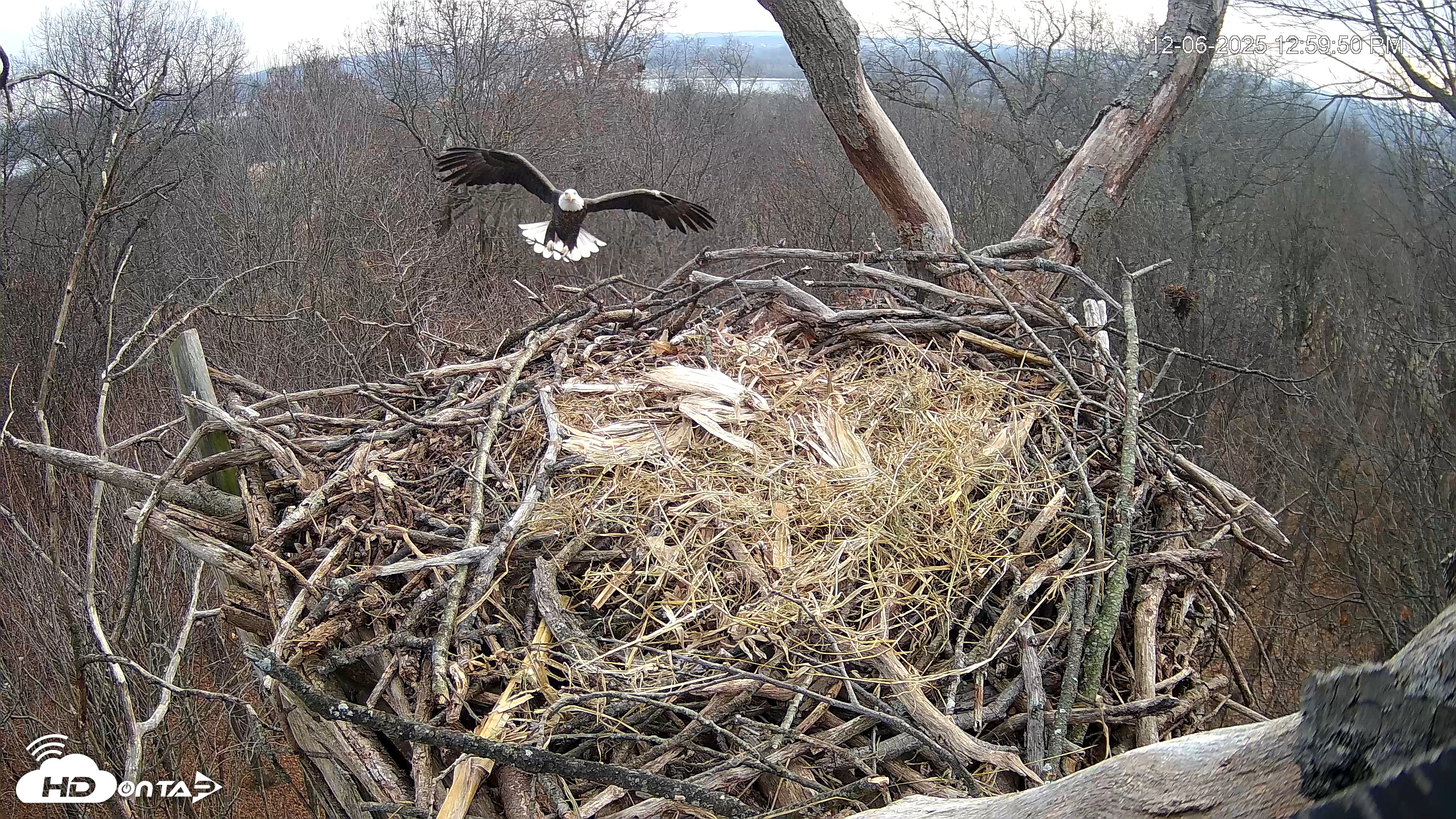Snapshot of Hanover Eagles Live Cam taken Dec 6, 2025, 1:00pm EST