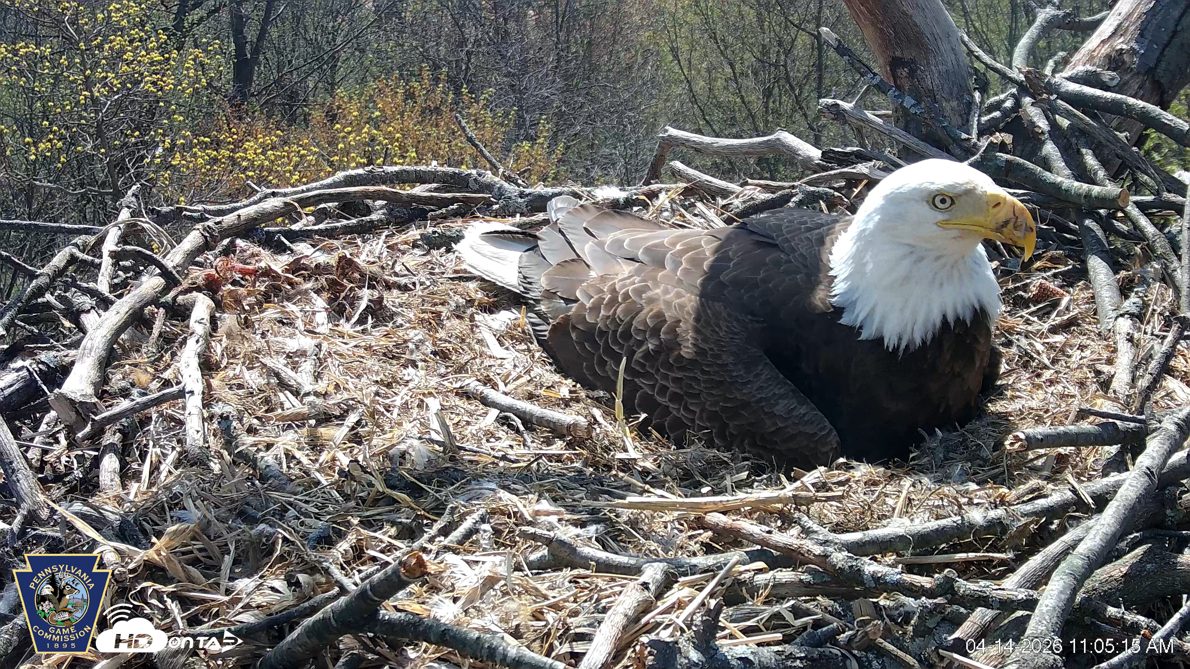 Snapshot of Hanover Eagles Live Cam taken Apr 14, 2026, 11:05am EDT