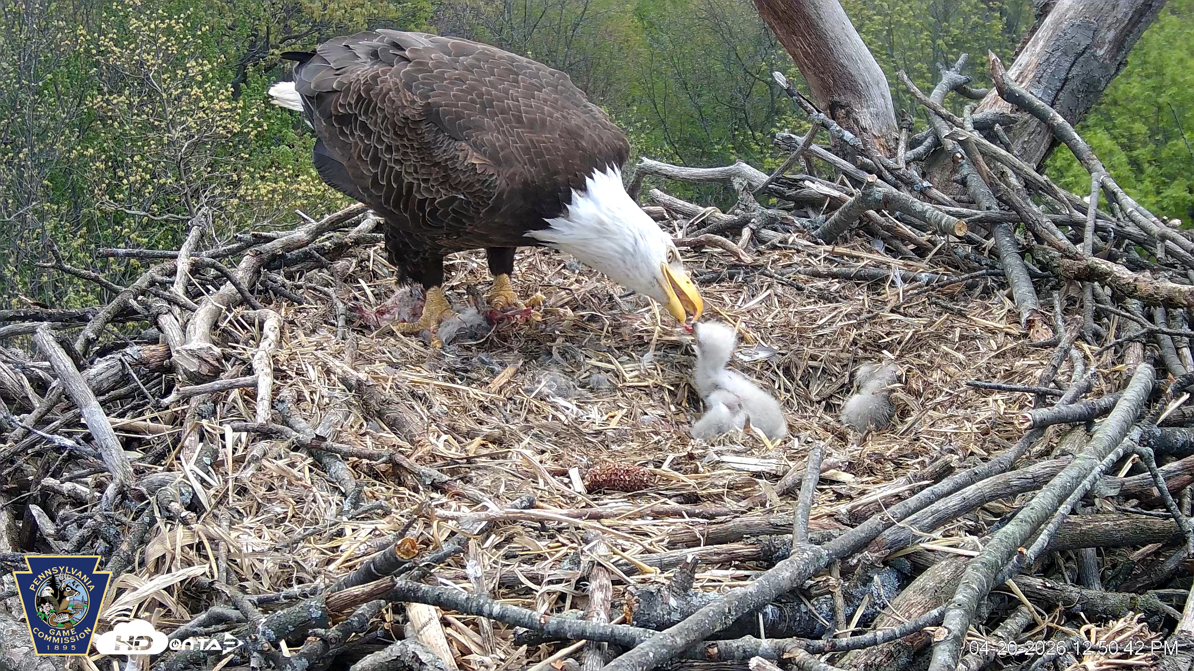 Snapshot of Hanover Eagles Live Cam taken Apr 20, 2026, 12:51pm EDT