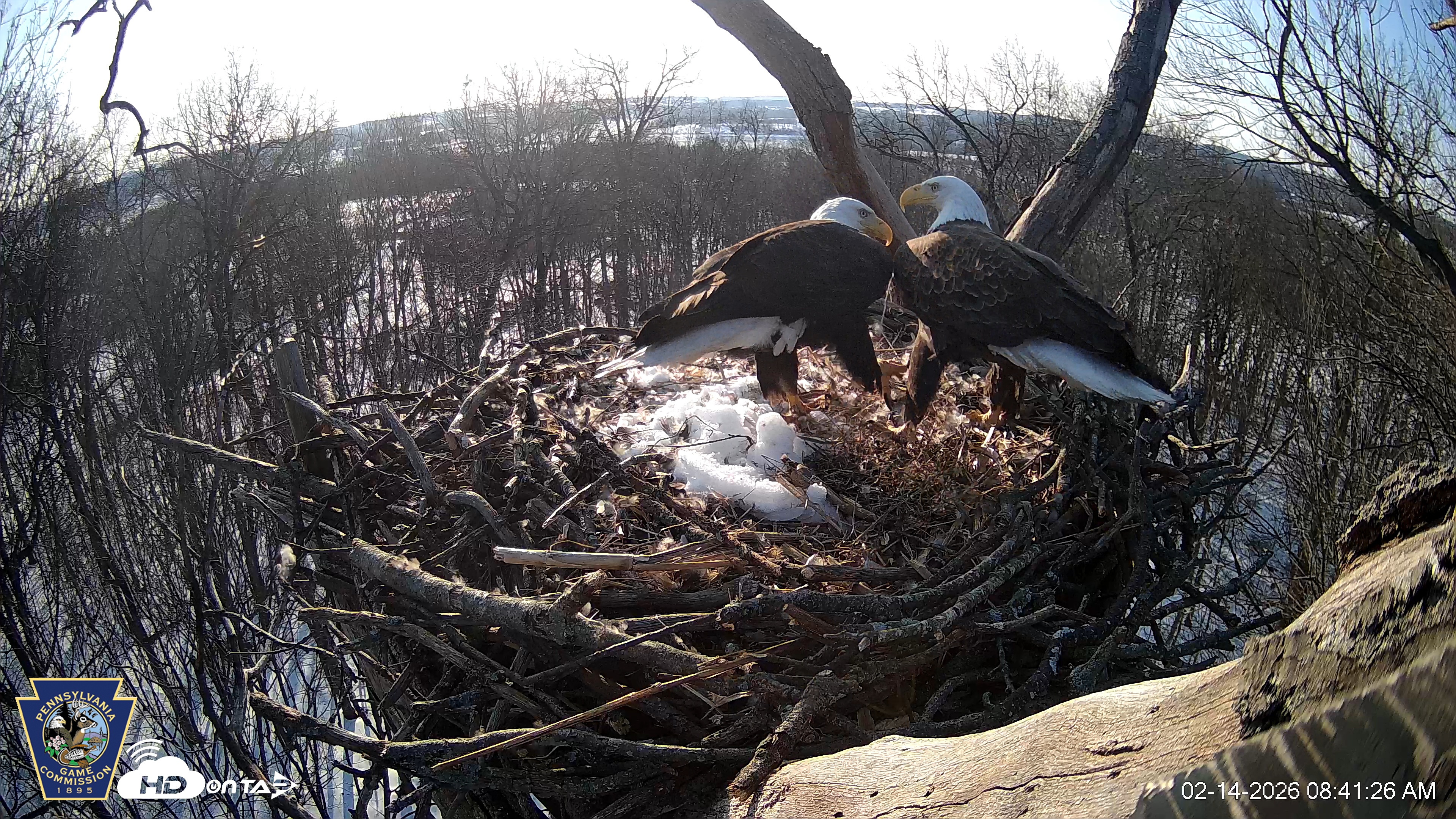 Snapshot of Hanover Eagles Live Cam taken Feb 14, 2026, 8:41am EST