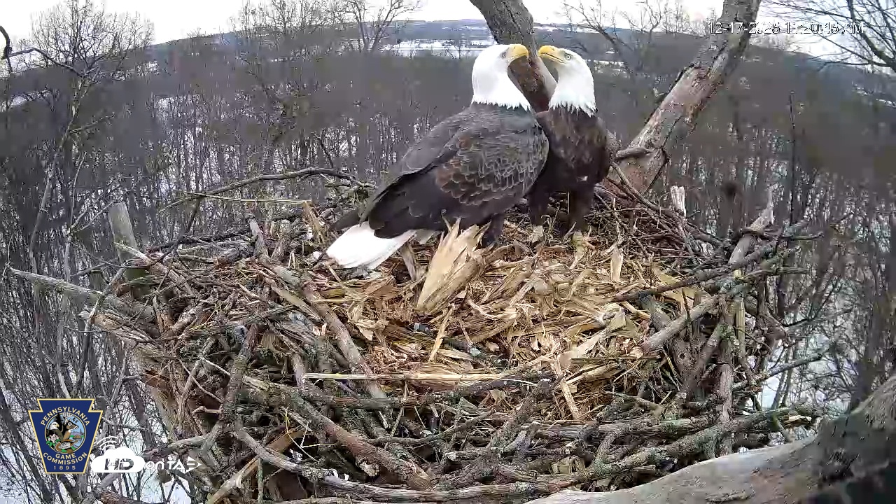 Snapshot of Hanover Eagles Live Cam taken Dec 17, 2025, 11:20am EST