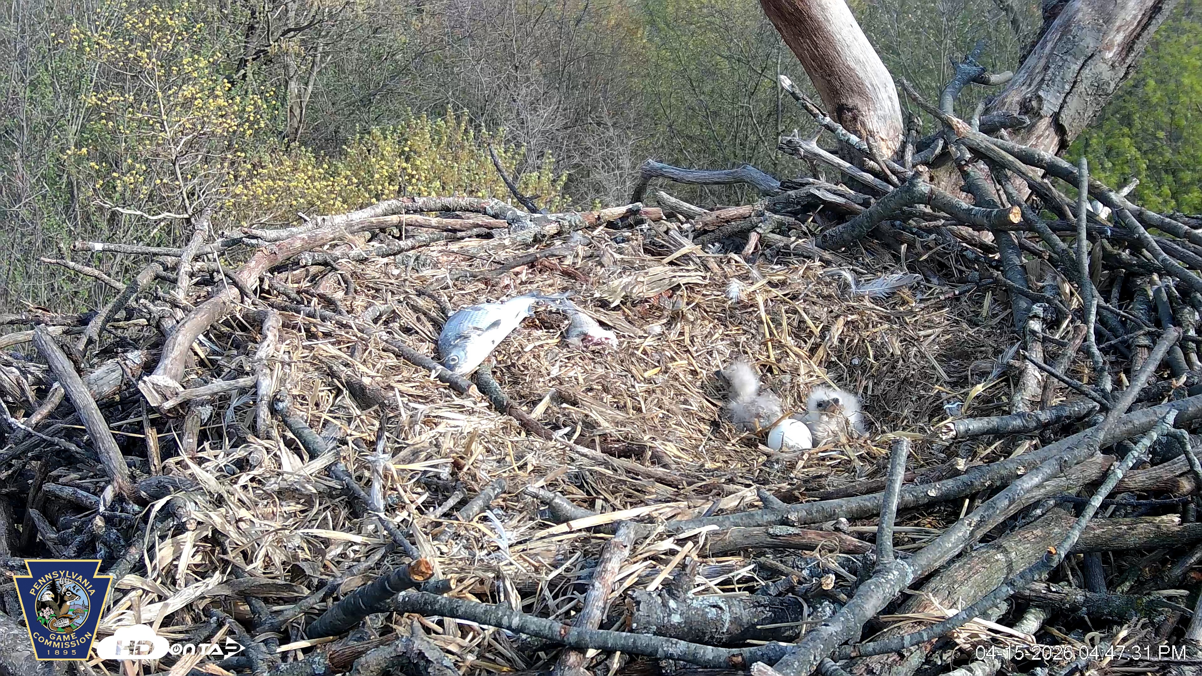 Snapshot of Hanover Eagles Live Cam taken Apr 15, 2026, 4:47pm EDT