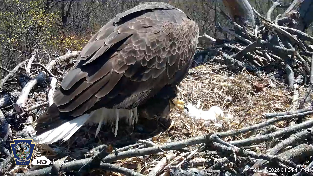 Snapshot of Hanover Eagles Live Cam taken Apr 12, 2026, 1:04pm EDT