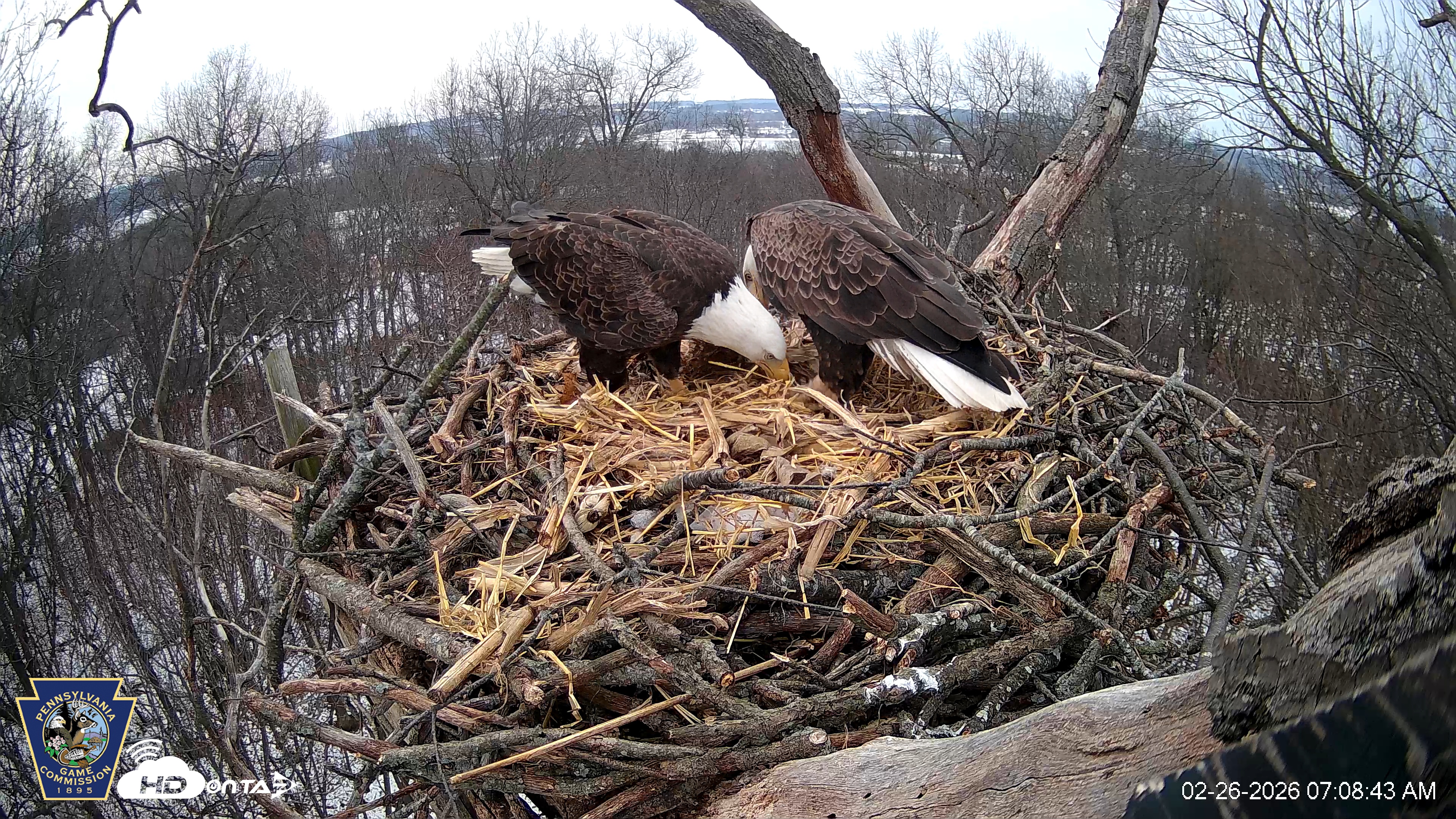 Snapshot of Hanover Eagles Live Cam taken Feb 26, 2026, 7:10am EST