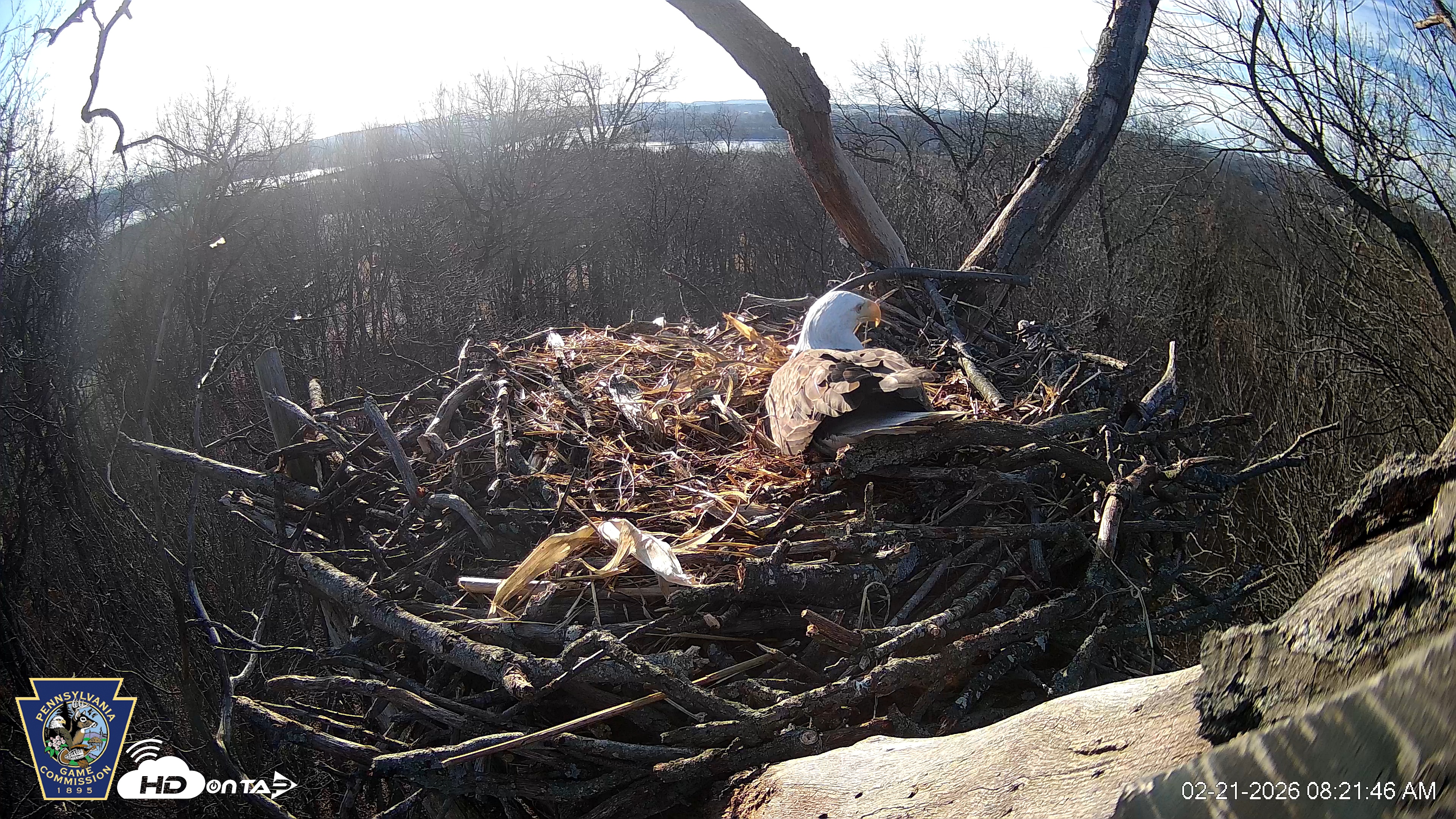 Snapshot of Hanover Eagles Live Cam taken Feb 21, 2026, 8:22am EST