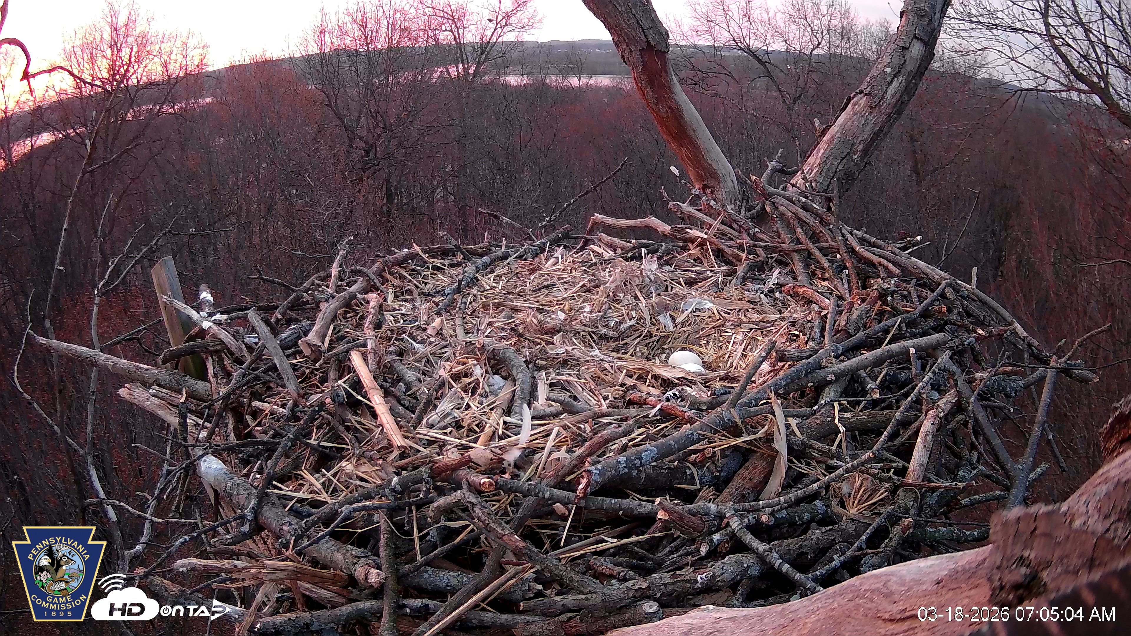Snapshot of Hanover Eagles Live Cam taken Mar 18, 2026, 7:05am EDT