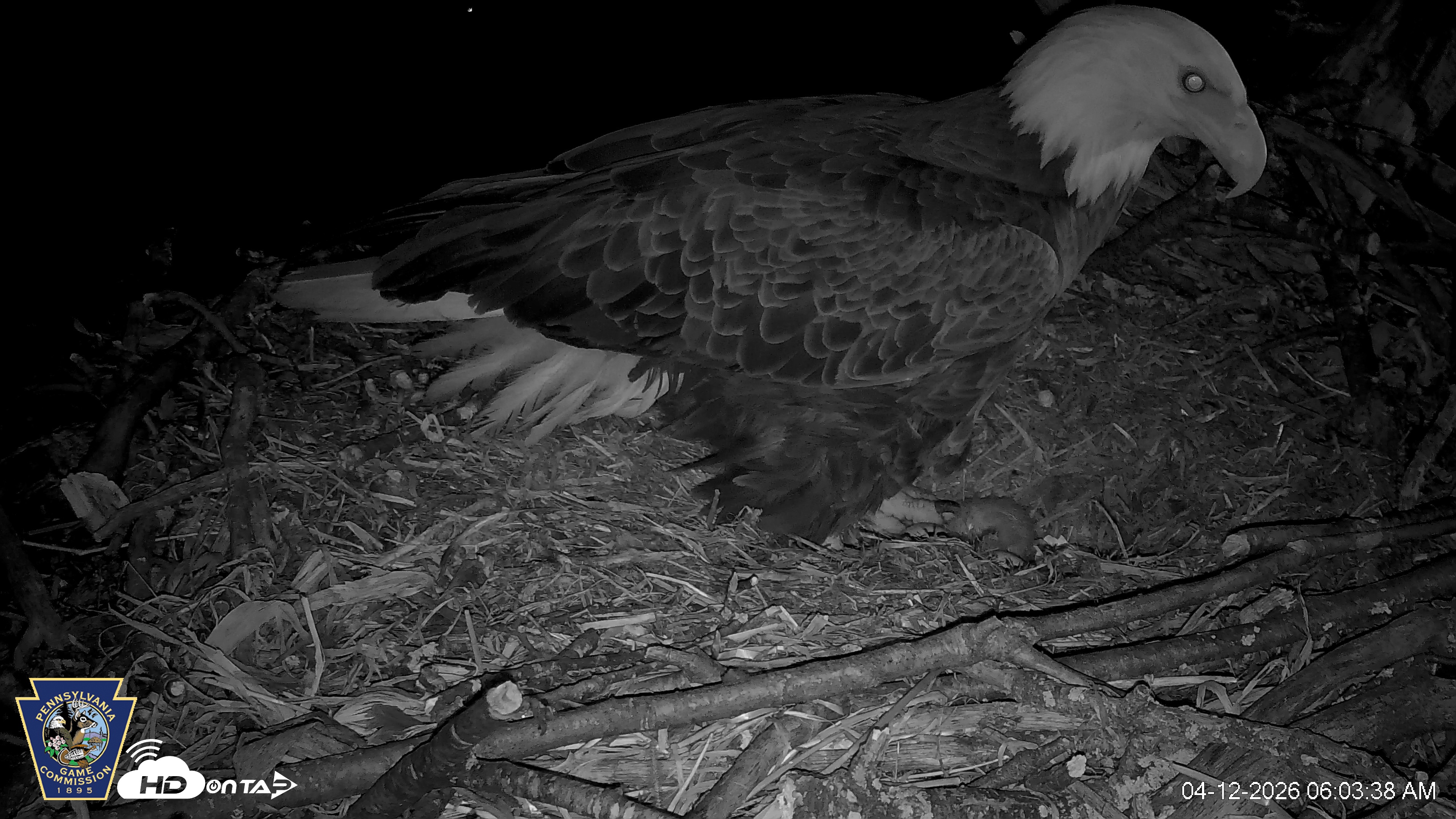 Snapshot of Hanover Eagles Live Cam taken Apr 12, 2026, 6:04am EDT