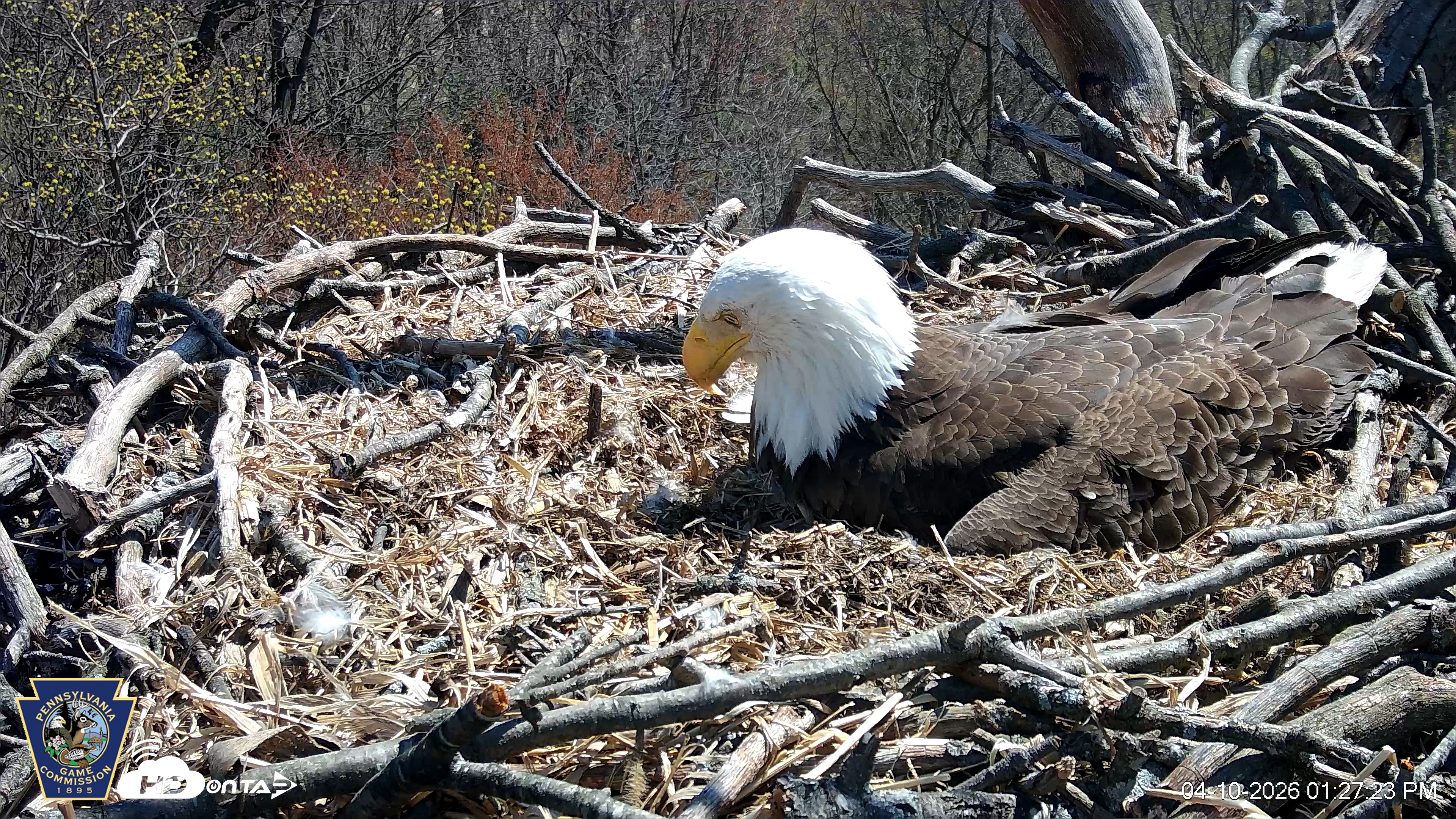Snapshot of Hanover Eagles Live Cam taken Apr 10, 2026, 1:28pm EDT