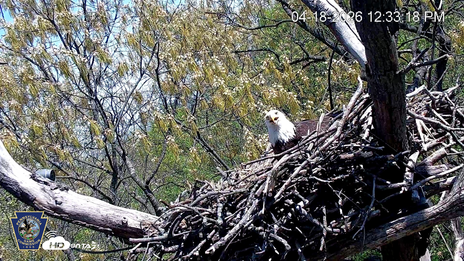 Snapshot of Hanover Eagles Live Cam taken Apr 18, 2026, 12:34pm EDT