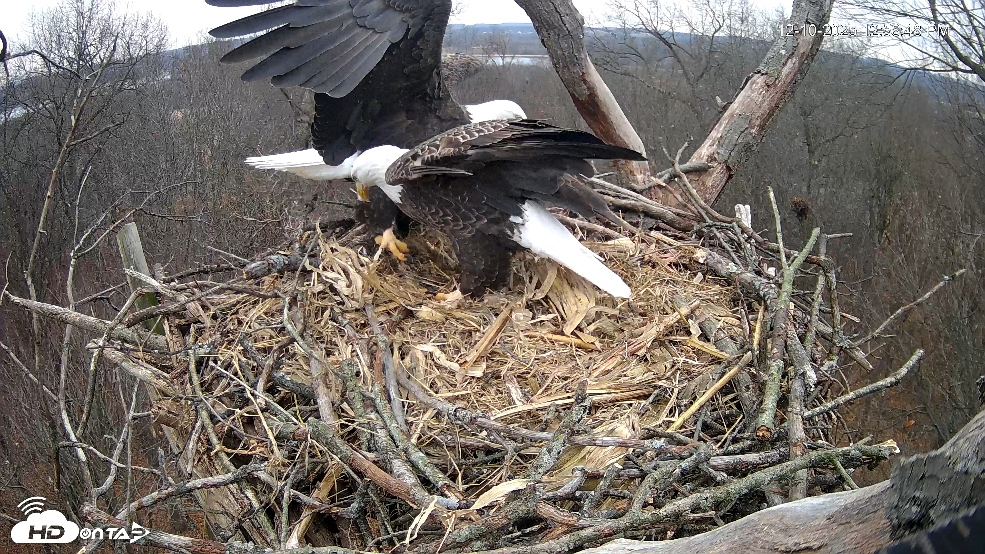 Snapshot of Hanover Eagles Live Cam taken Dec 10, 2025, 12:59pm EST