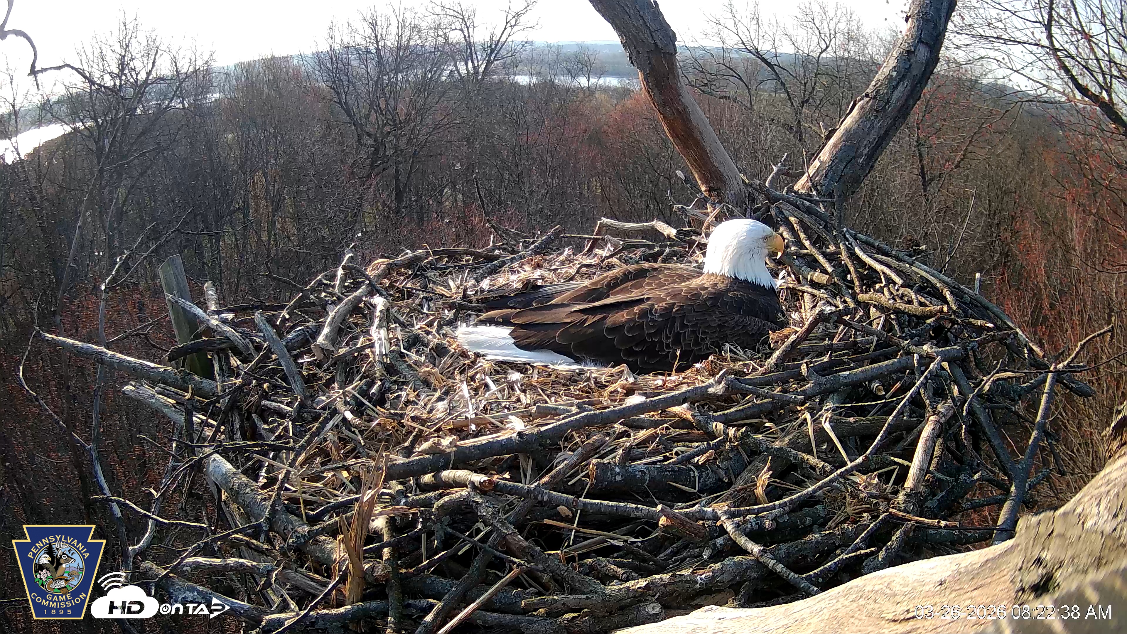 Snapshot of Hanover Eagles Live Cam taken Mar 26, 2026, 8:23am EDT