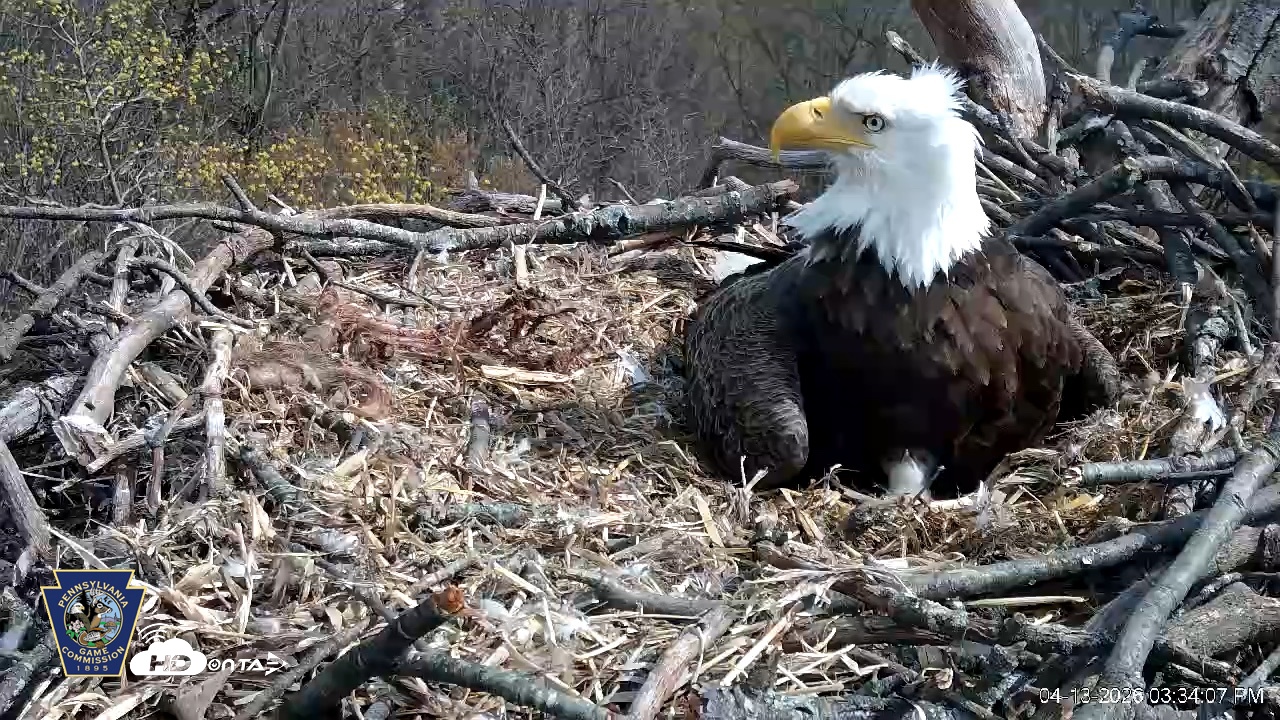 Snapshot of Hanover Eagles Live Cam taken Apr 13, 2026, 3:34pm EDT