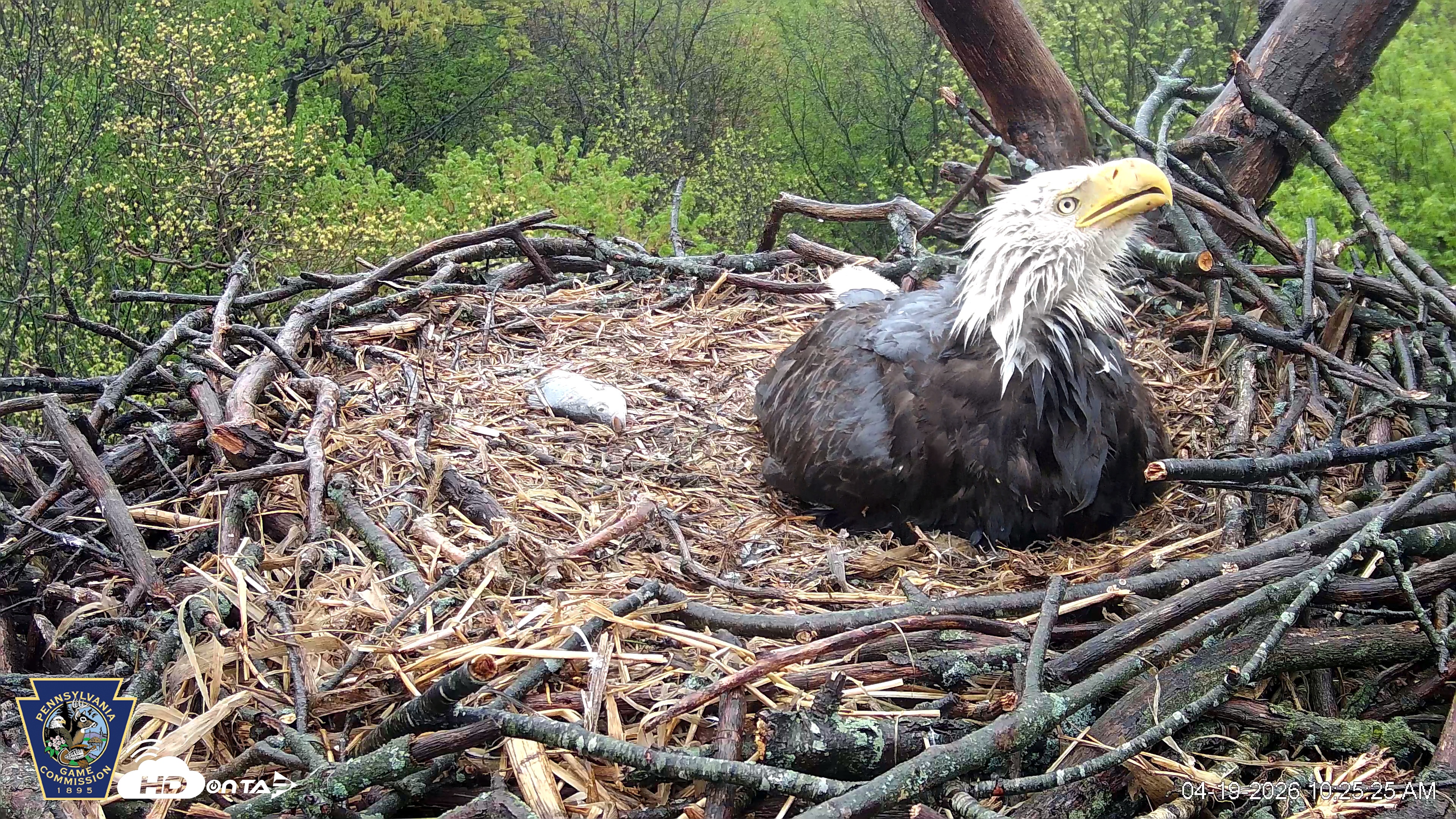 Snapshot of Hanover Eagles Live Cam taken Apr 19, 2026, 10:25am EDT