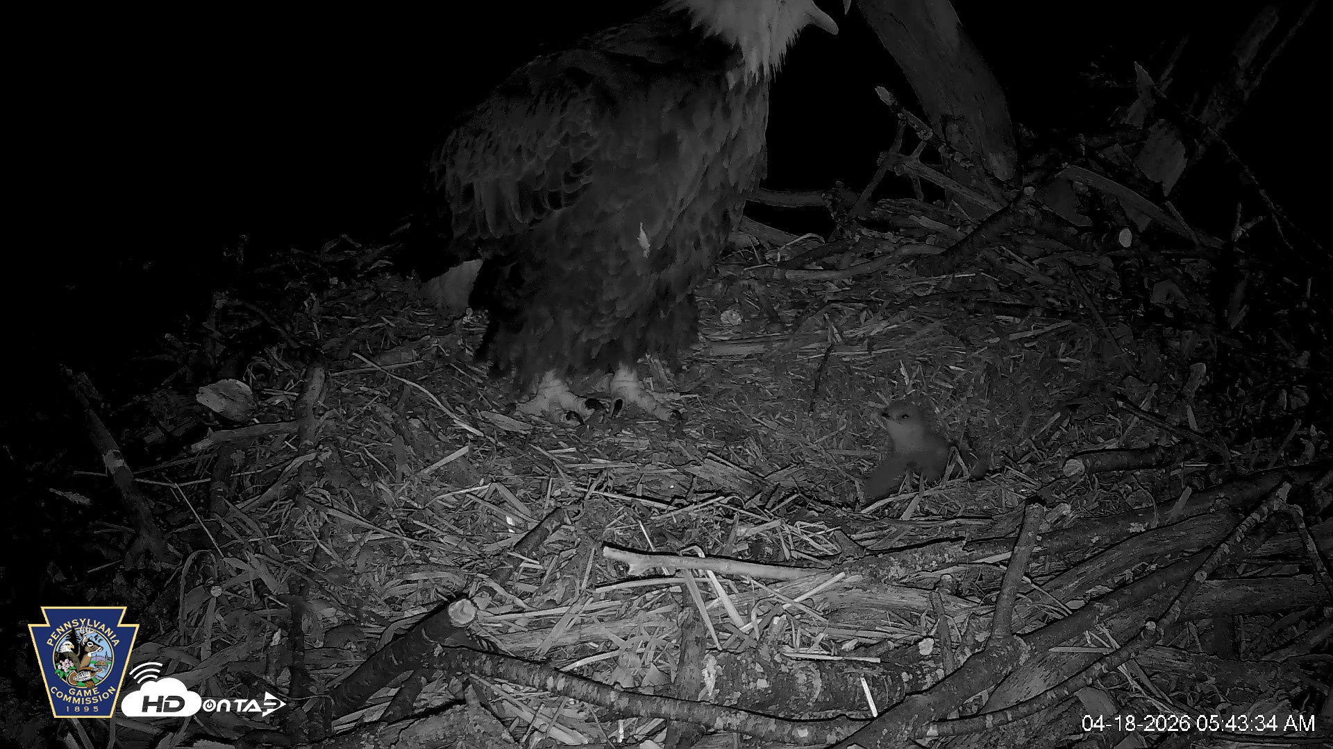 Snapshot of Hanover Eagles Live Cam taken Apr 18, 2026, 5:43am EDT
