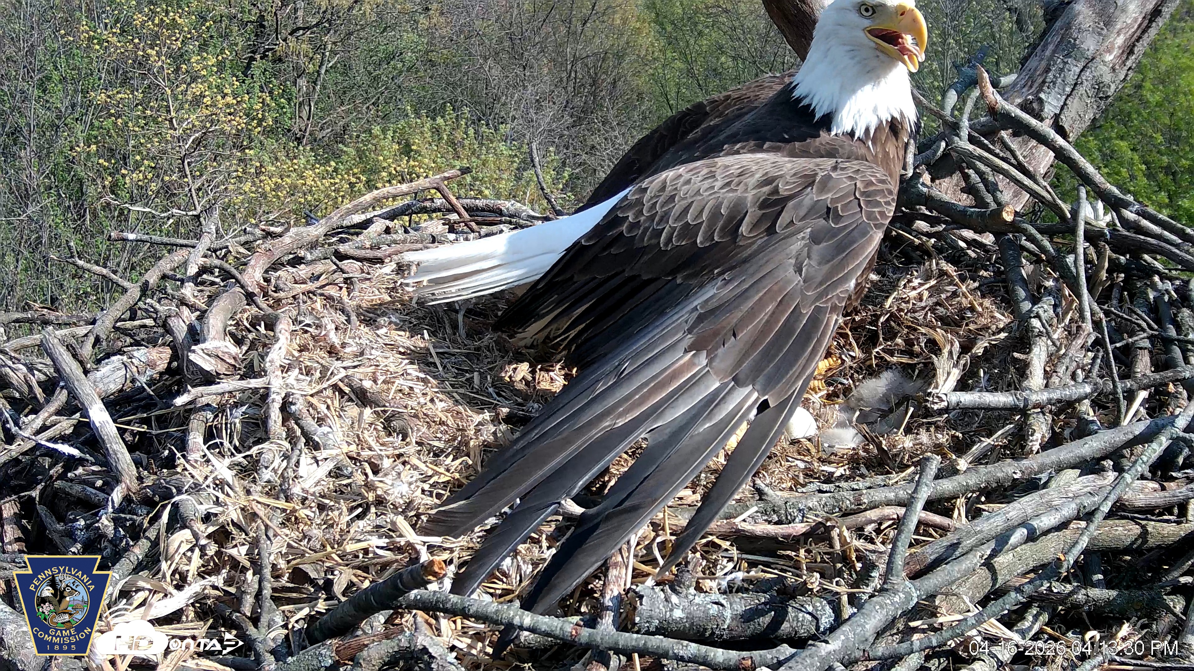 Snapshot of Hanover Eagles Live Cam taken Apr 16, 2026, 4:14pm EDT