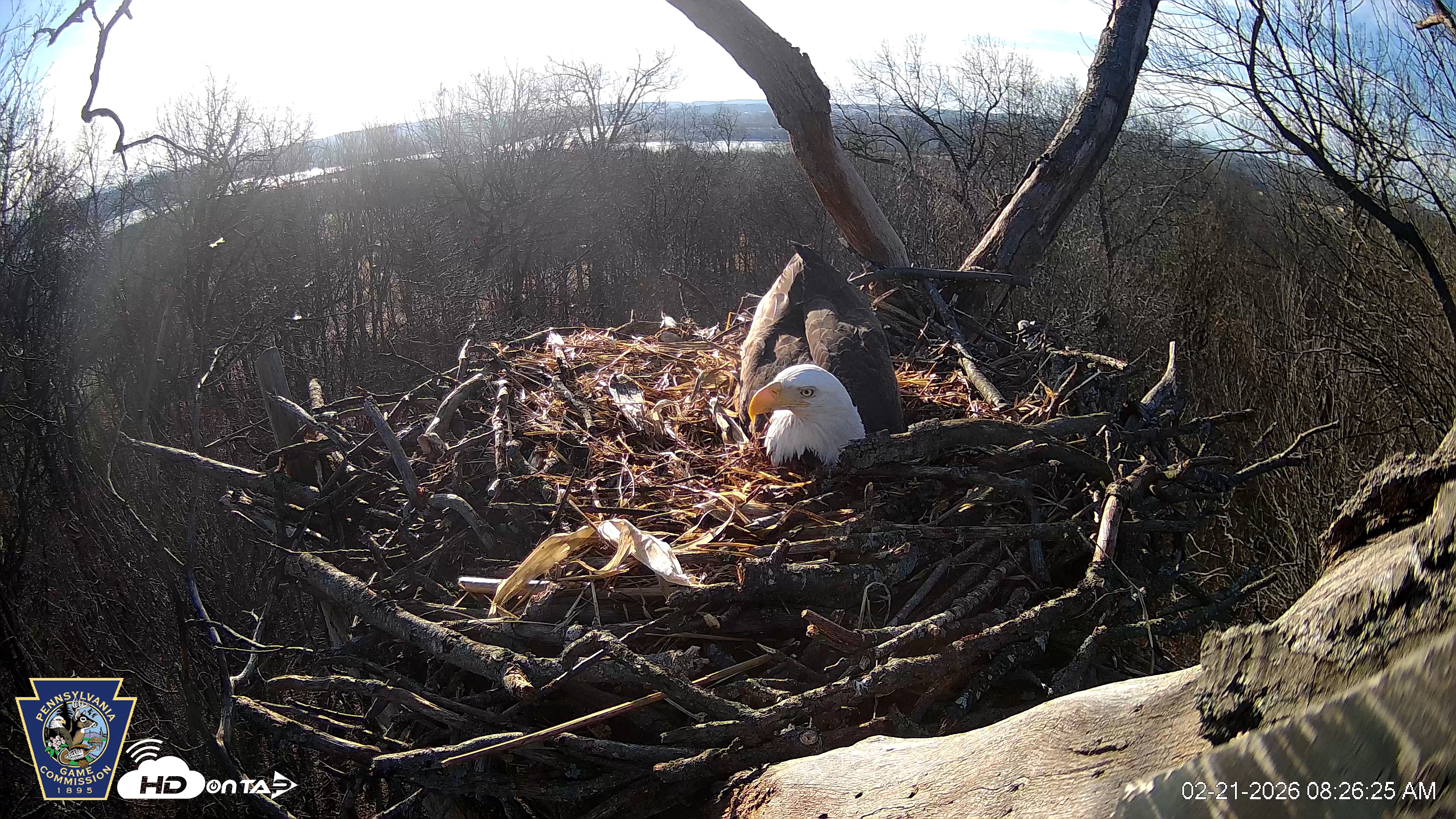 Snapshot of Hanover Eagles Live Cam taken Feb 21, 2026, 8:26am EST