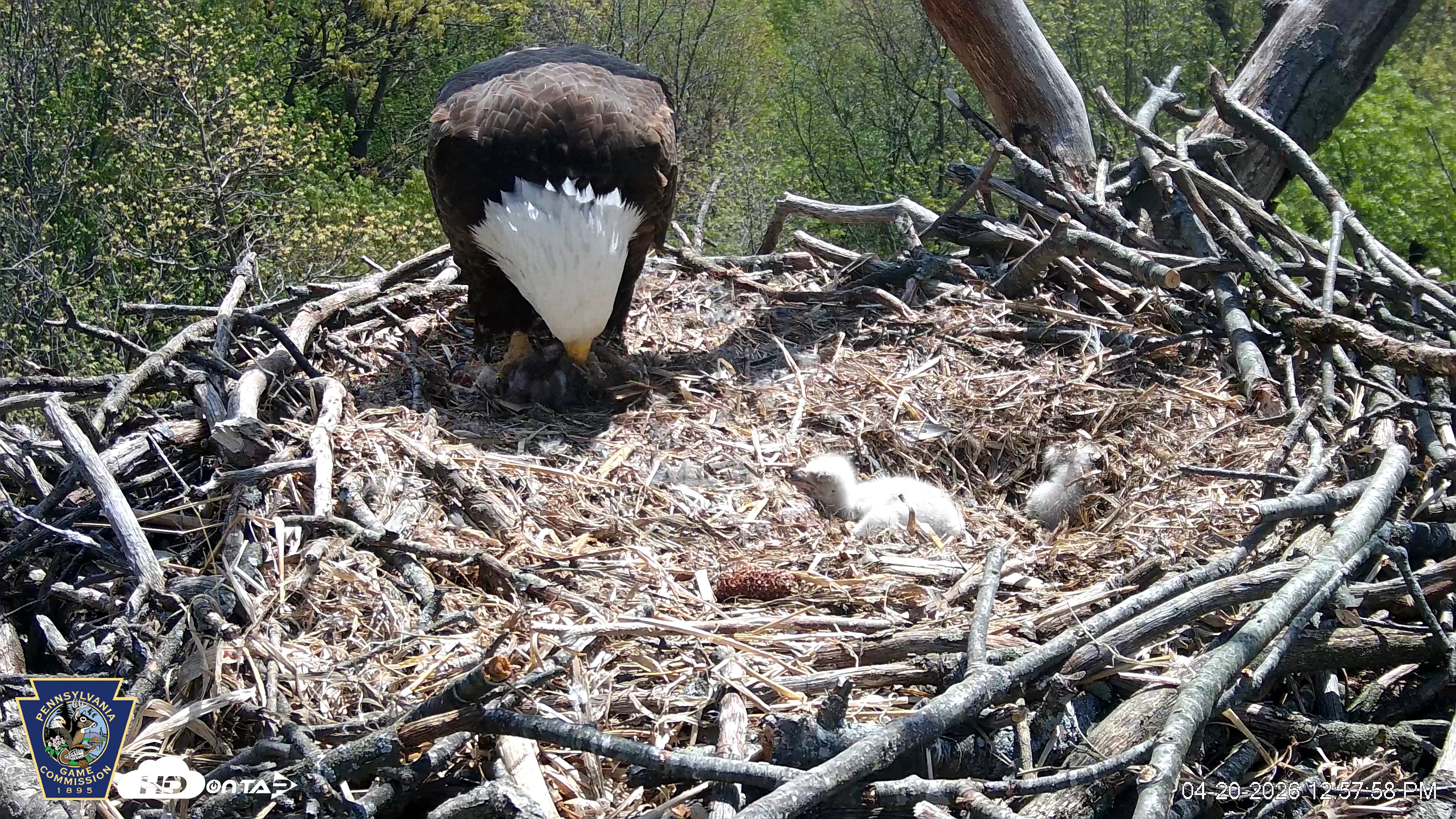 Snapshot of Hanover Eagles Live Cam taken Apr 20, 2026, 12:58pm EDT