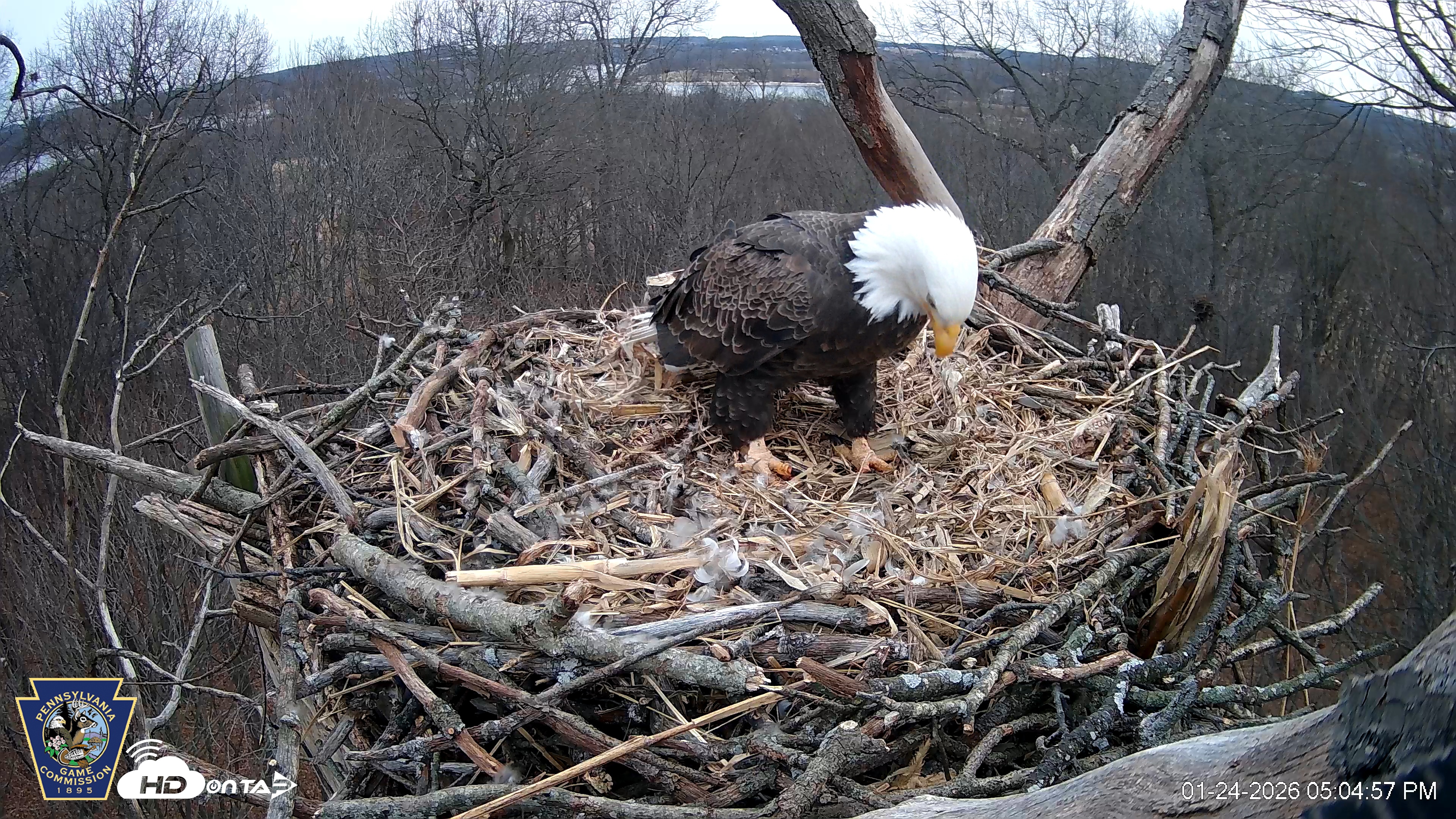 Snapshot of Hanover Eagles Live Cam taken Jan 24, 2026, 5:05pm EST