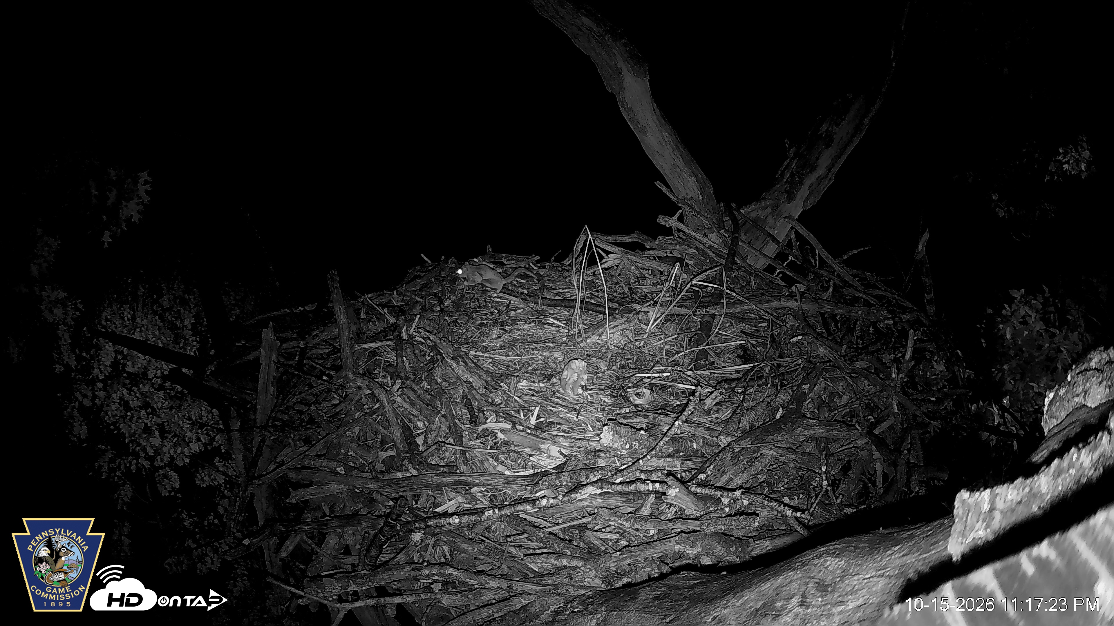 Snapshot of Hanover Eagles Live Cam taken Oct 15, 2026, 11:18pm EDT