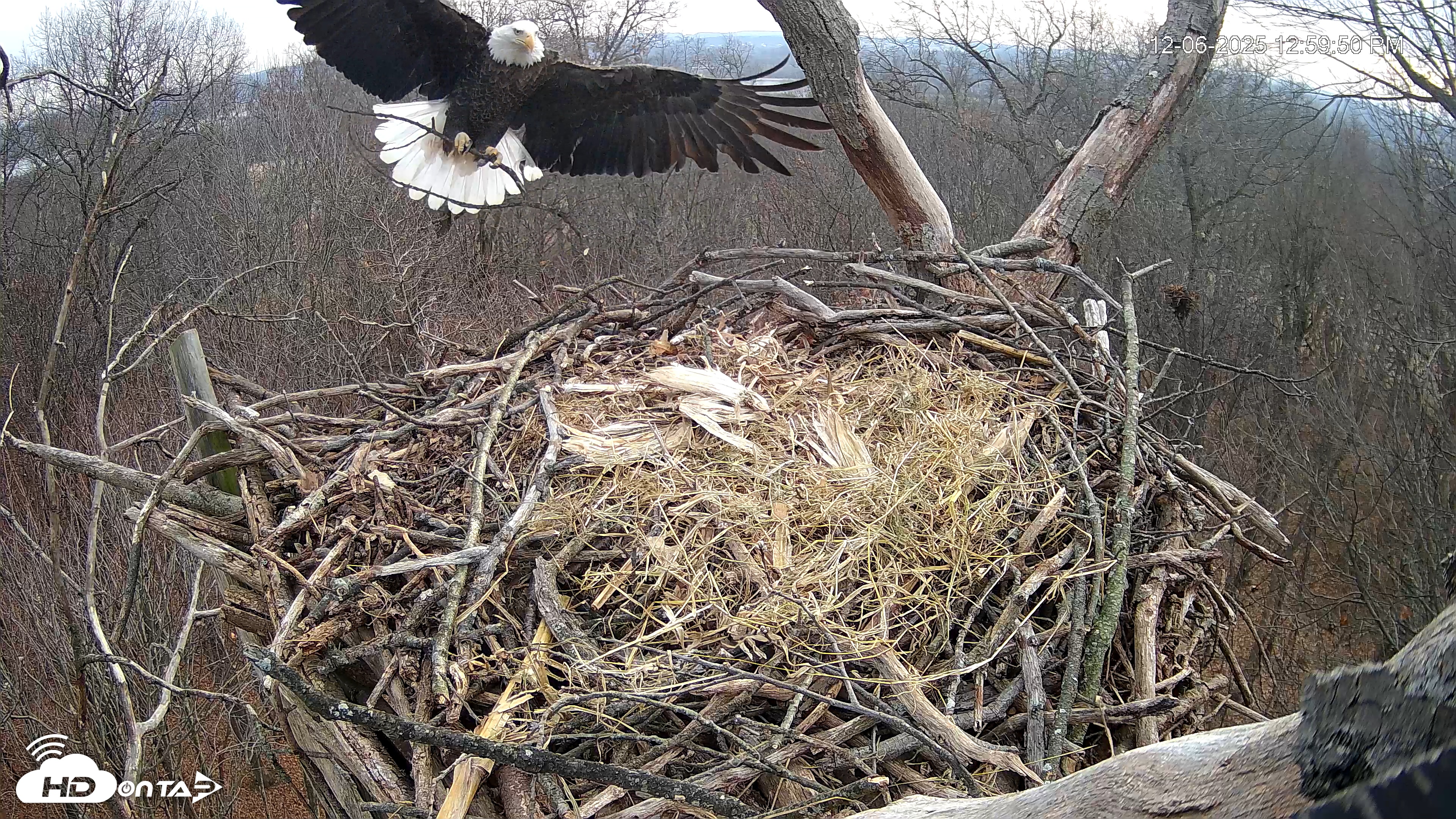 Snapshot of Hanover Eagles Live Cam taken Dec 6, 2025, 1:00pm EST