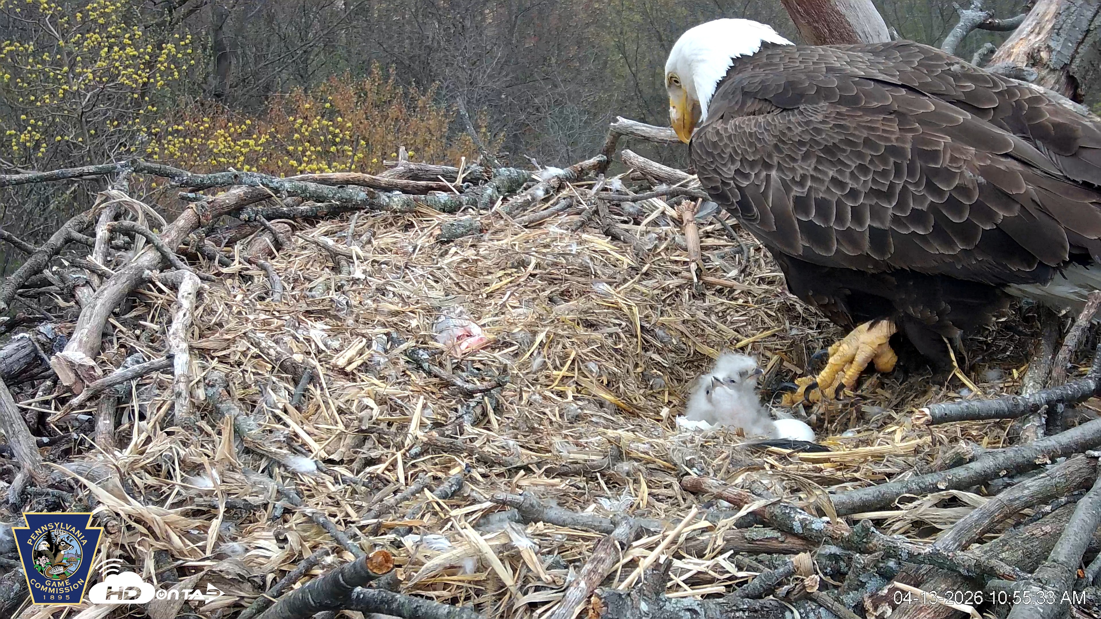 Snapshot of Hanover Eagles Live Cam taken Apr 13, 2026, 10:55am EDT