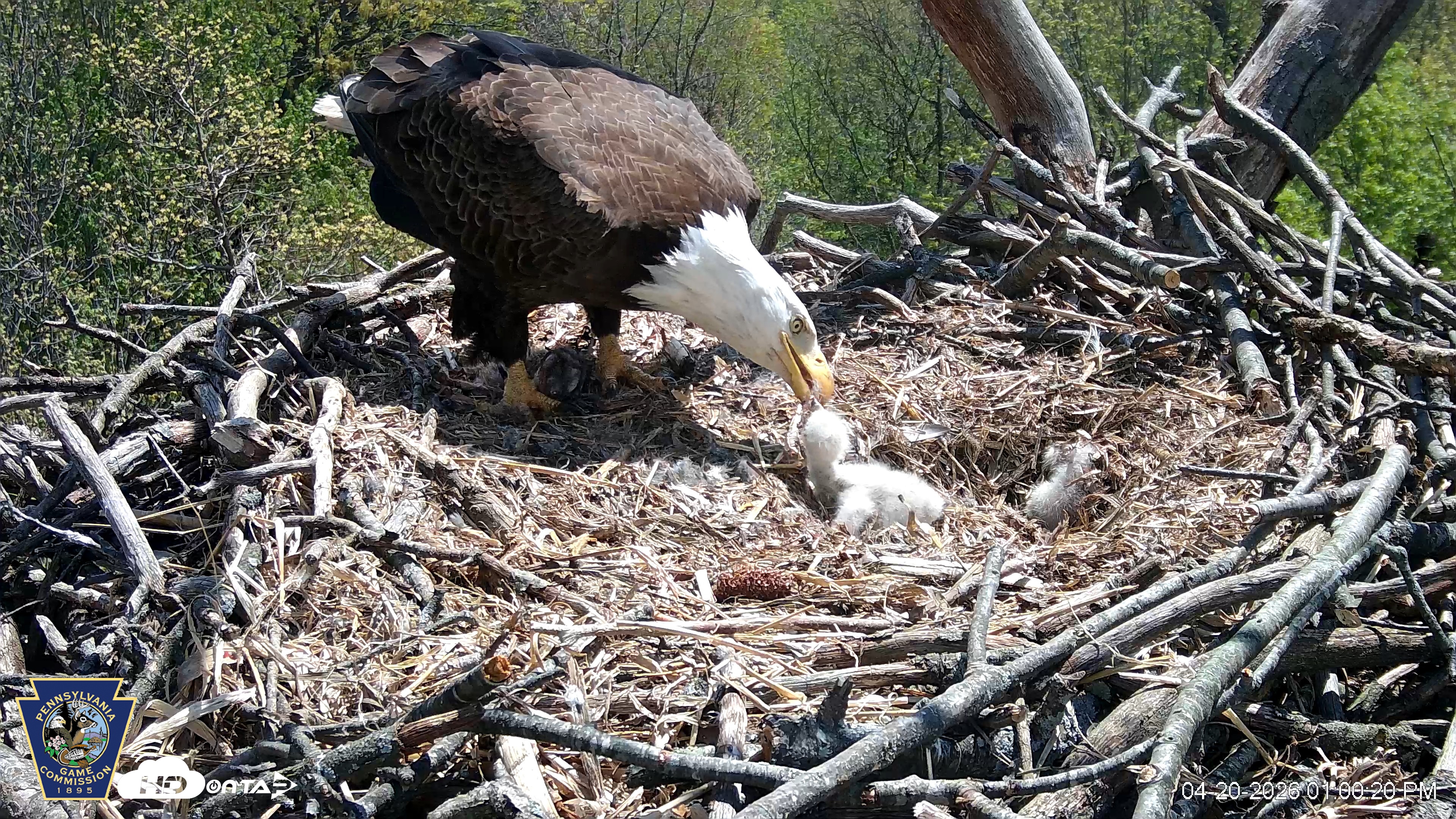 Snapshot of Hanover Eagles Live Cam taken Apr 20, 2026, 1:01pm EDT