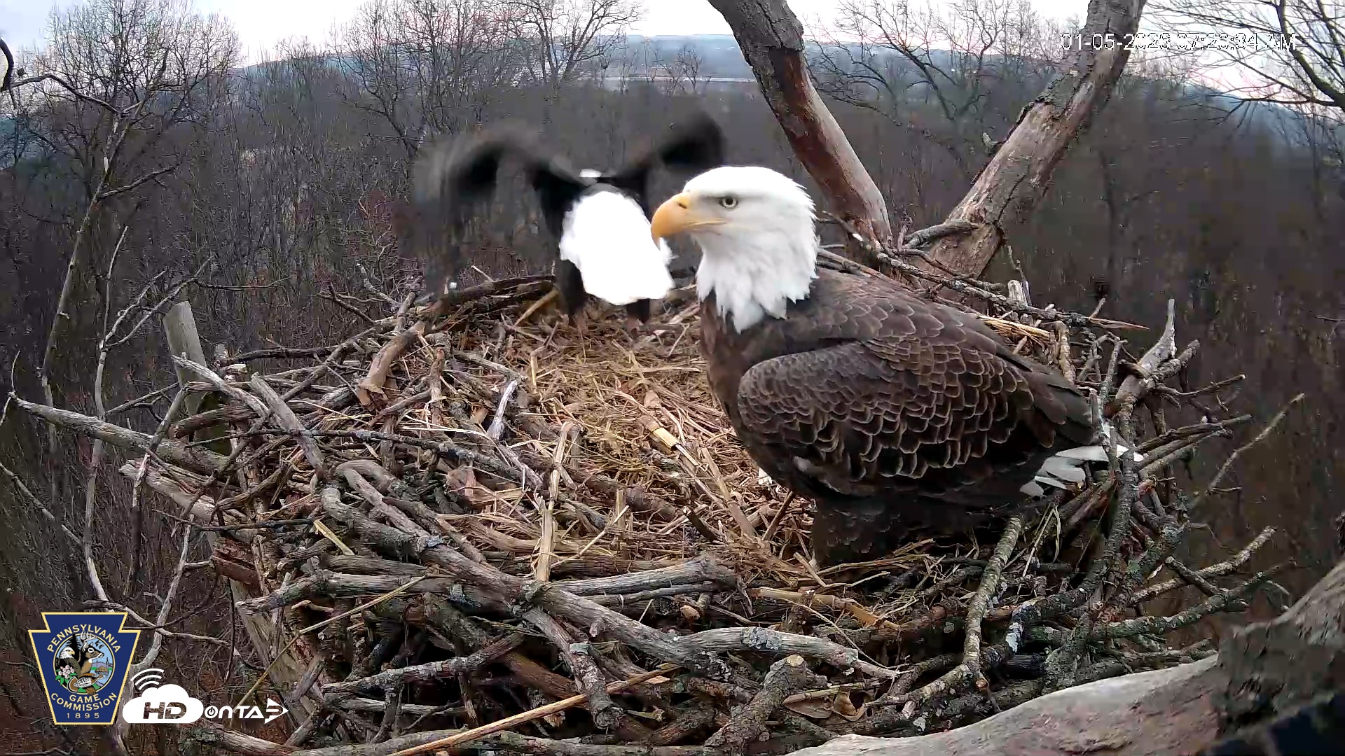 Snapshot of Hanover Eagles Live Cam taken Jan 5, 2026, 7:21am EST
