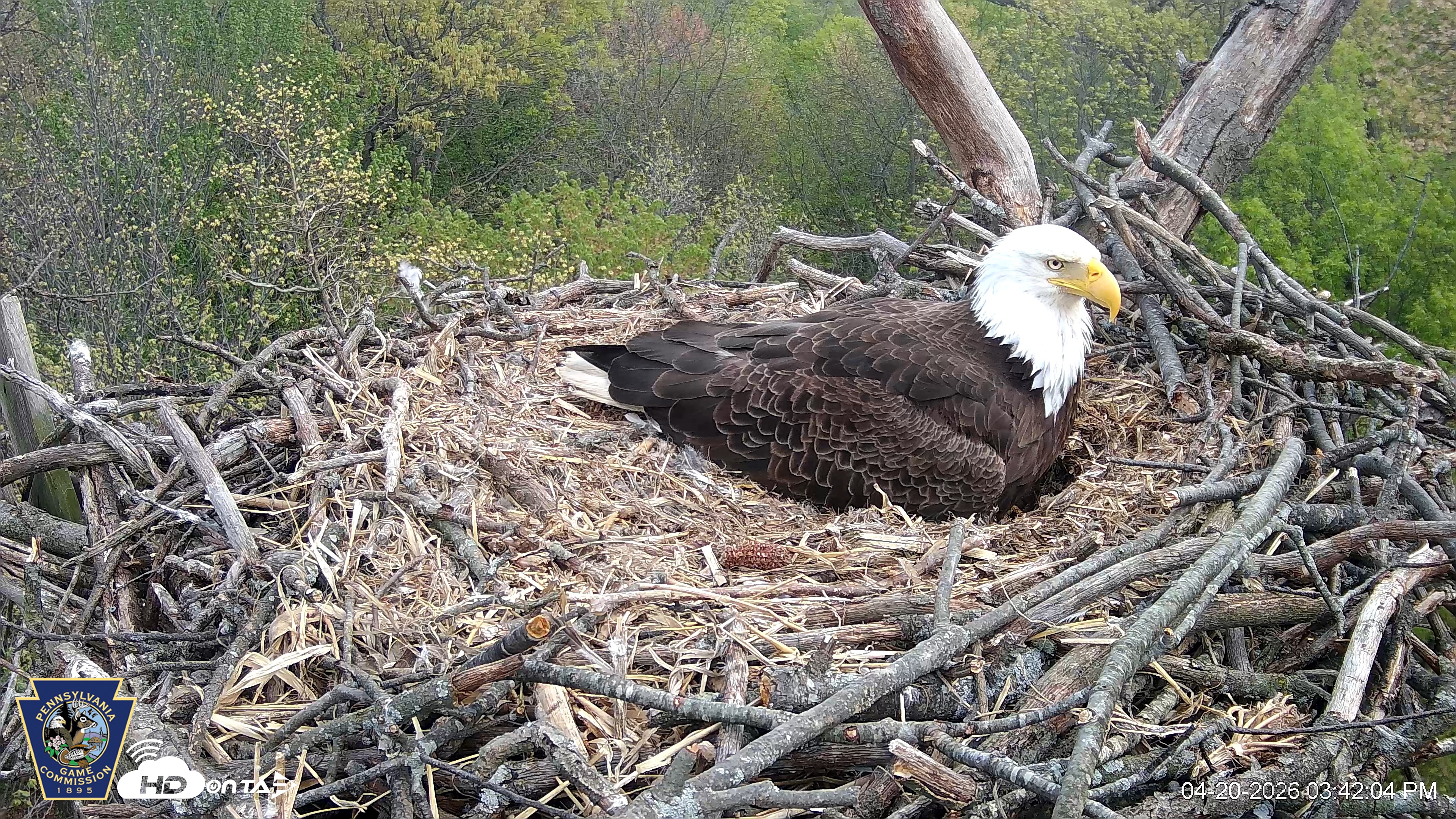 Snapshot of Hanover Eagles Live Cam taken Apr 20, 2026, 3:42pm EDT