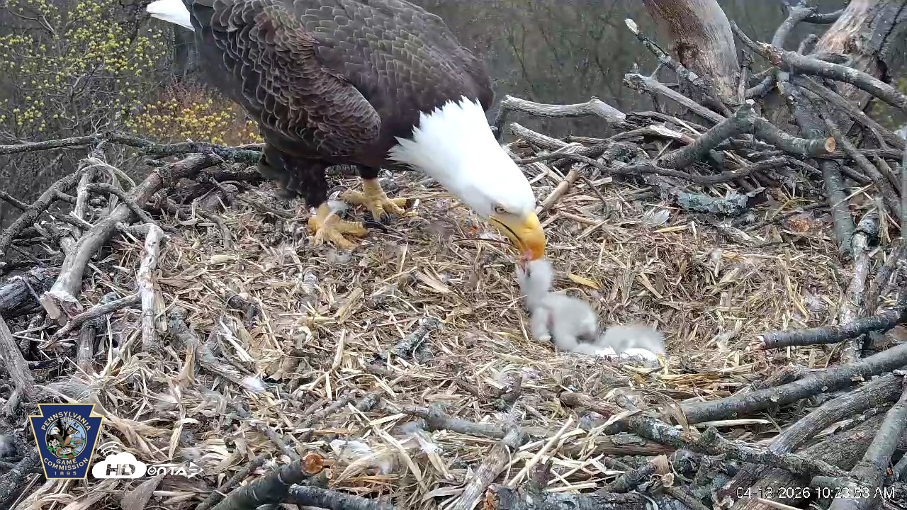 Snapshot of Hanover Eagles Live Cam taken Apr 13, 2026, 10:24am EDT