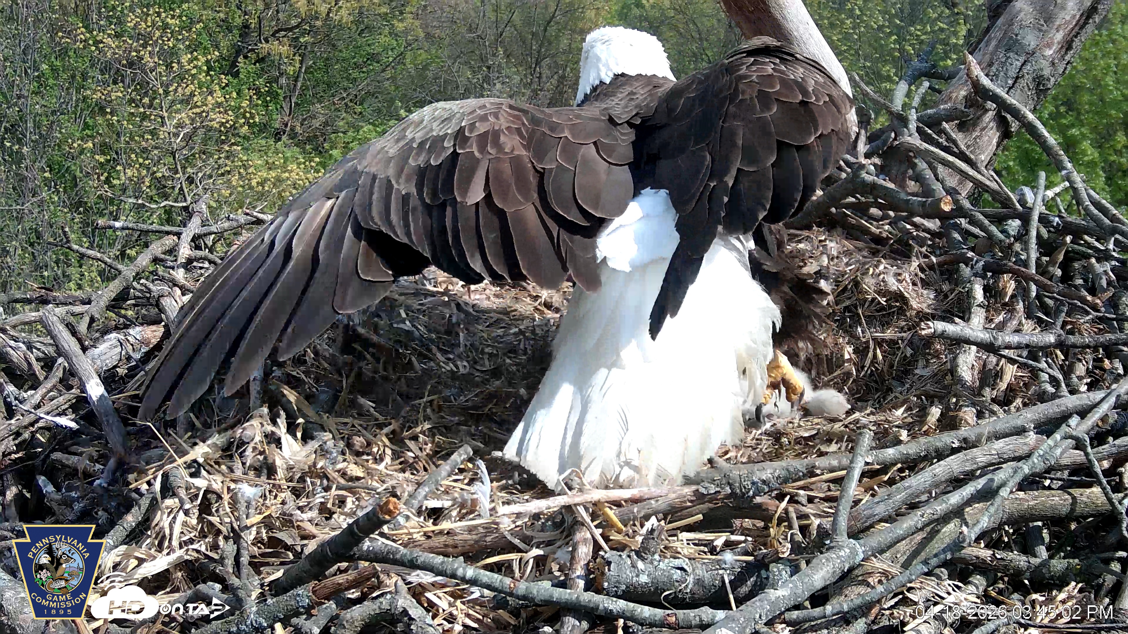 Snapshot of Hanover Eagles Live Cam taken Apr 18, 2026, 3:45pm EDT