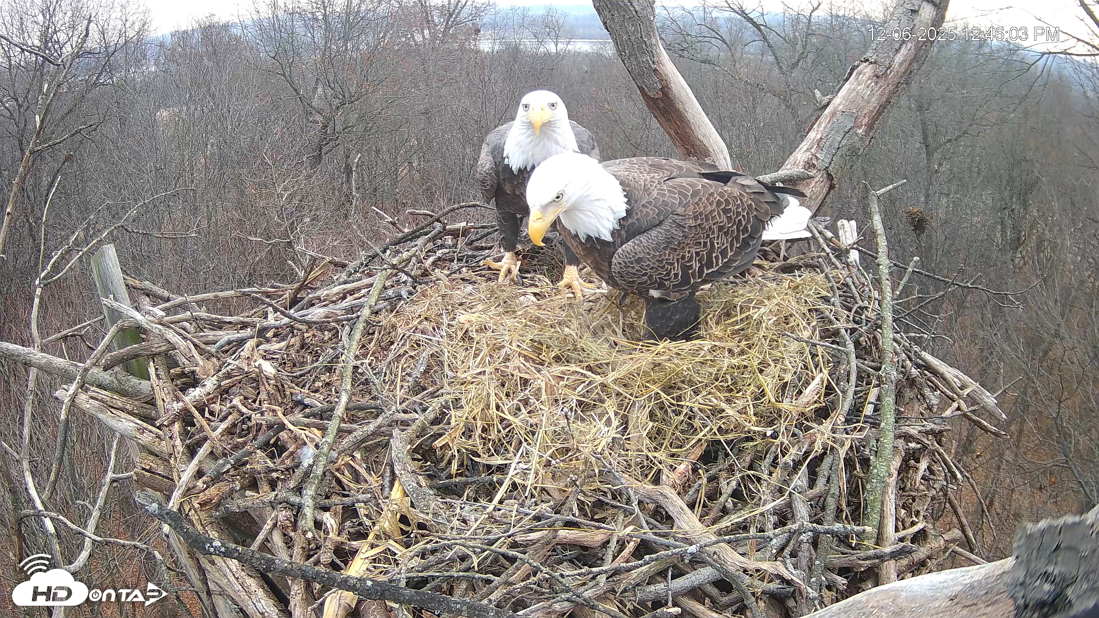 Snapshot of Hanover Eagles Live Cam taken Dec 6, 2025, 12:46pm EST