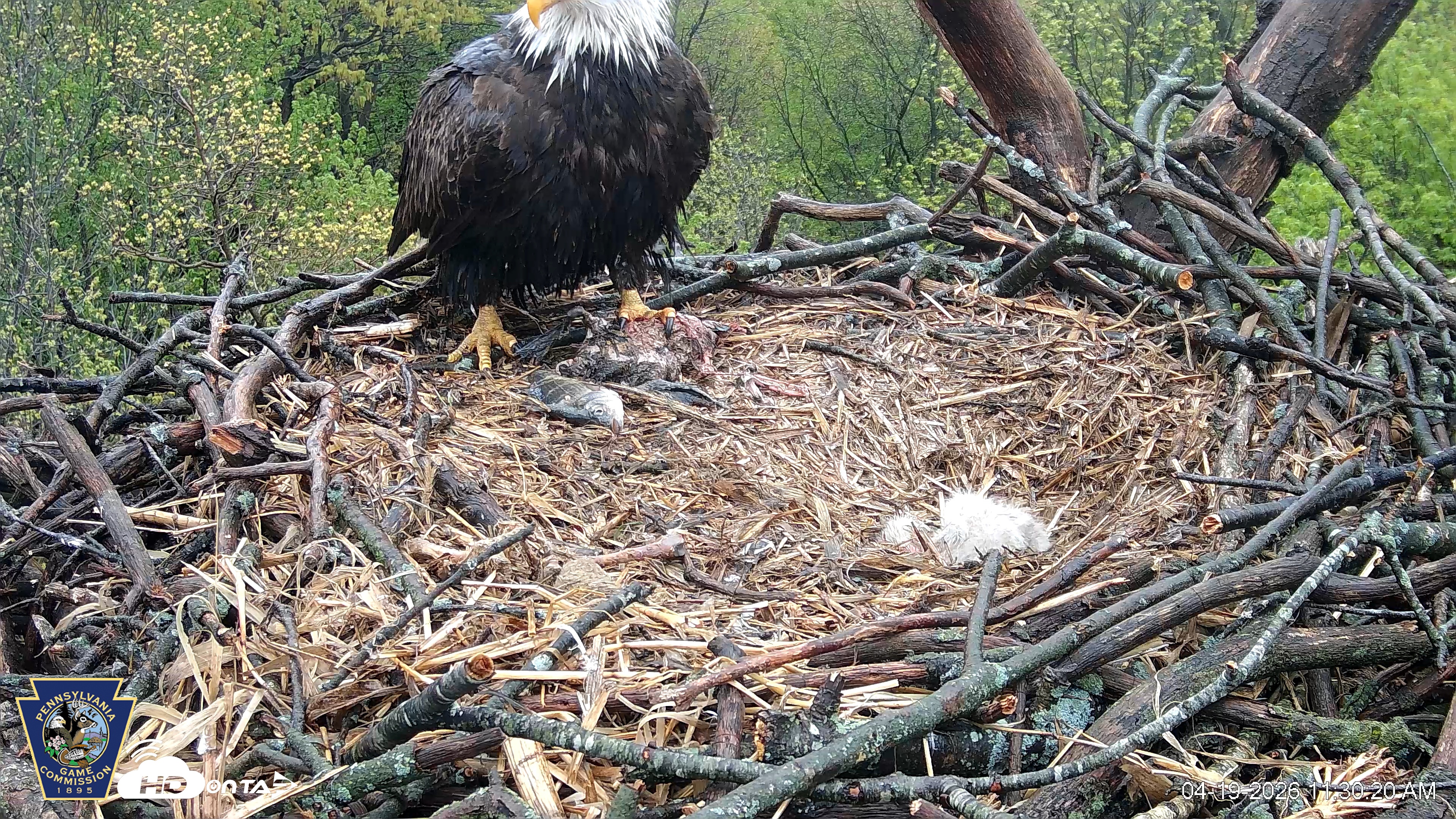 Snapshot of Hanover Eagles Live Cam taken Apr 19, 2026, 11:30am EDT