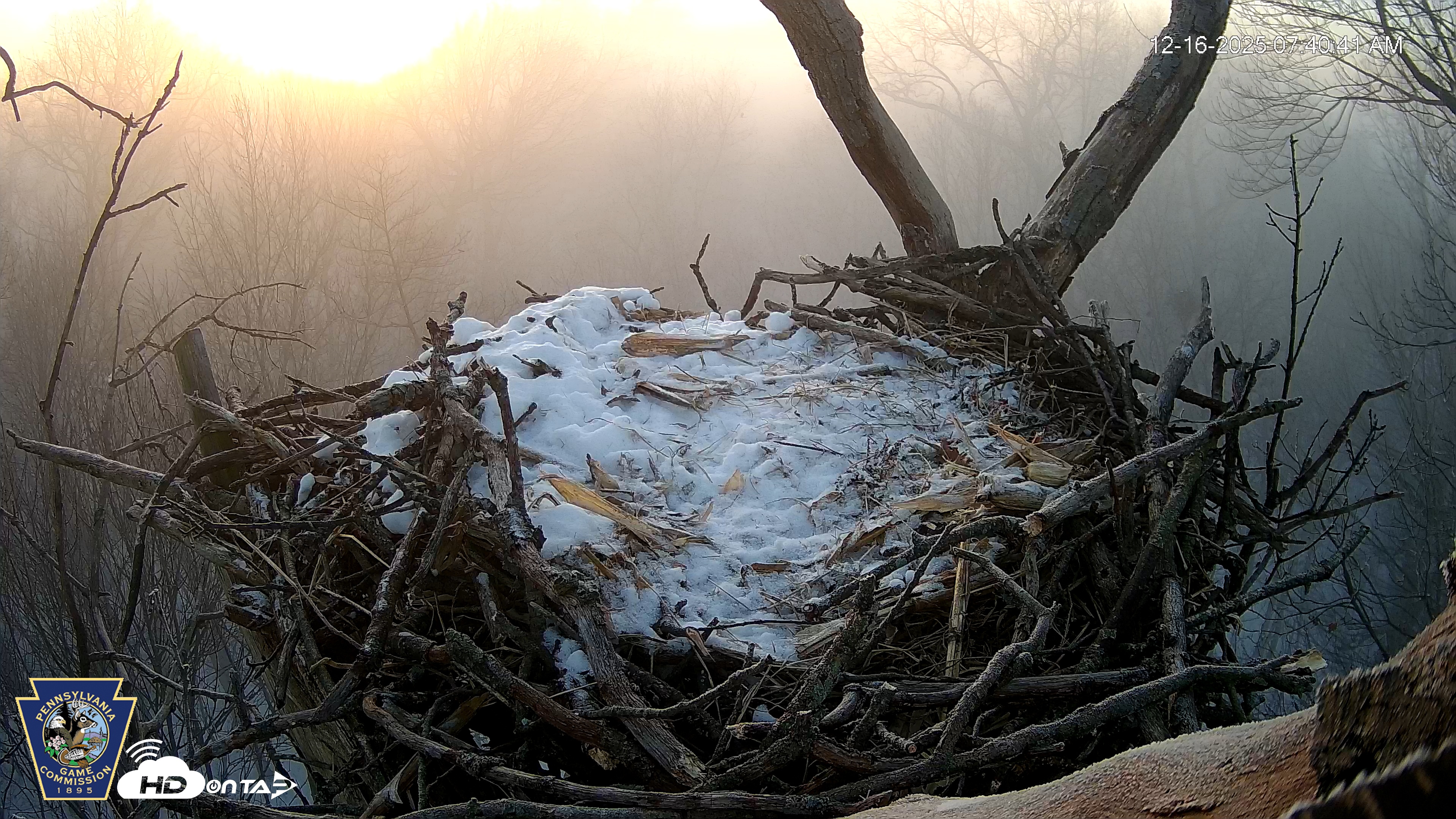Snapshot of Hanover Eagles Live Cam taken Dec 16, 2025, 7:41am EST