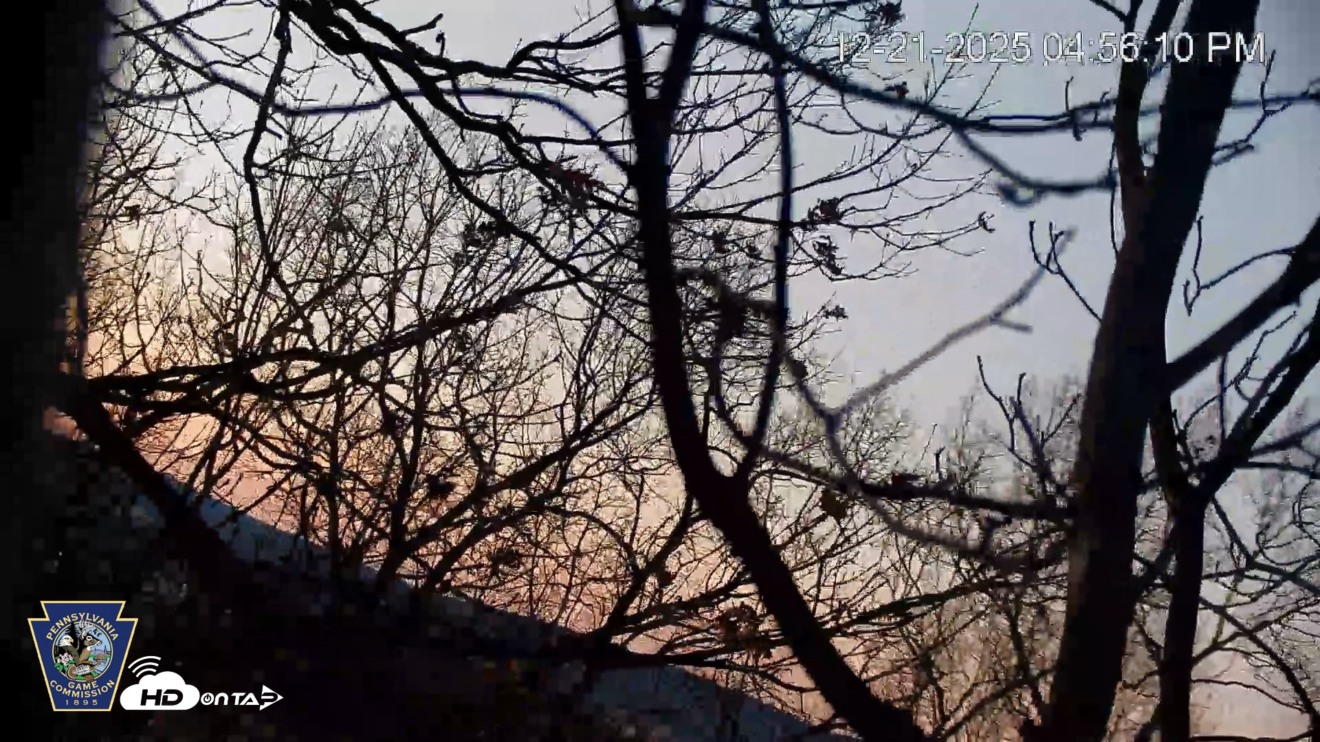 Snapshot of Hanover Eagles Live Cam taken Dec 21, 2025, 4:57pm EST